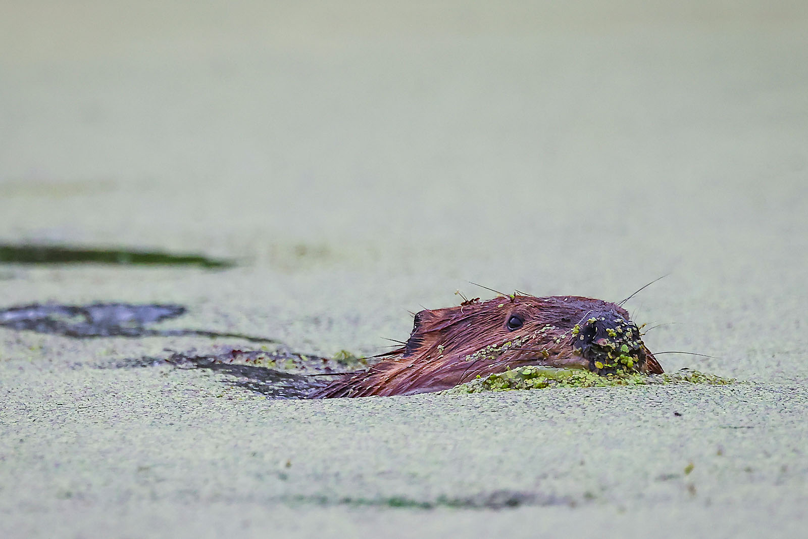 wildlife travel photographer sergei belski photo