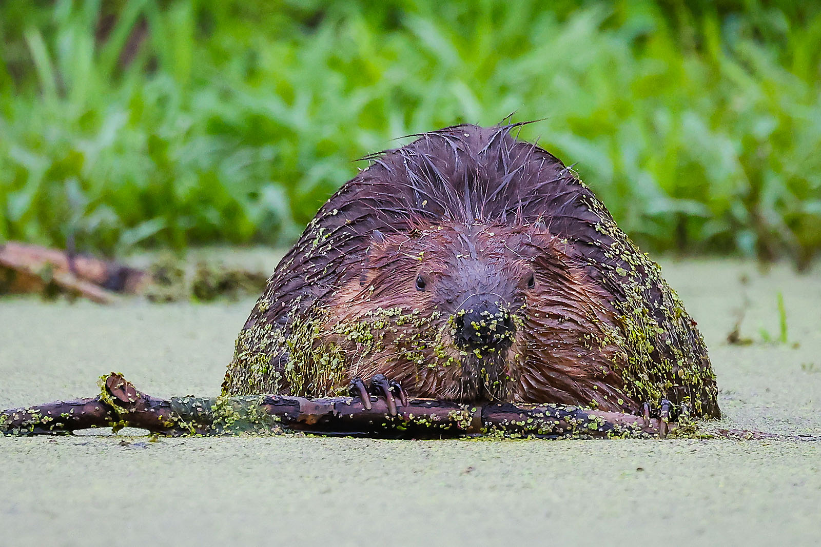 wildlife travel photographer sergei belski photo