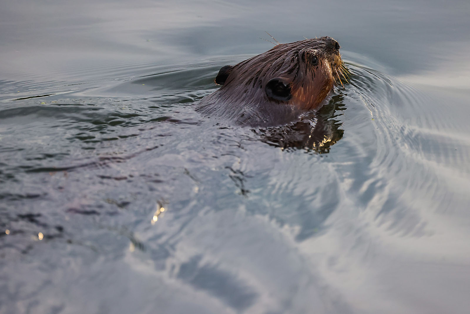 wildlife travel photographer sergei belski photo