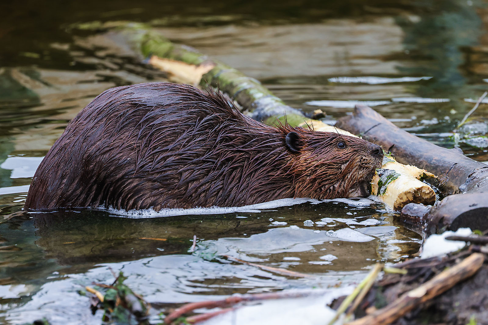 wildlife travel photographer sergei belski photo