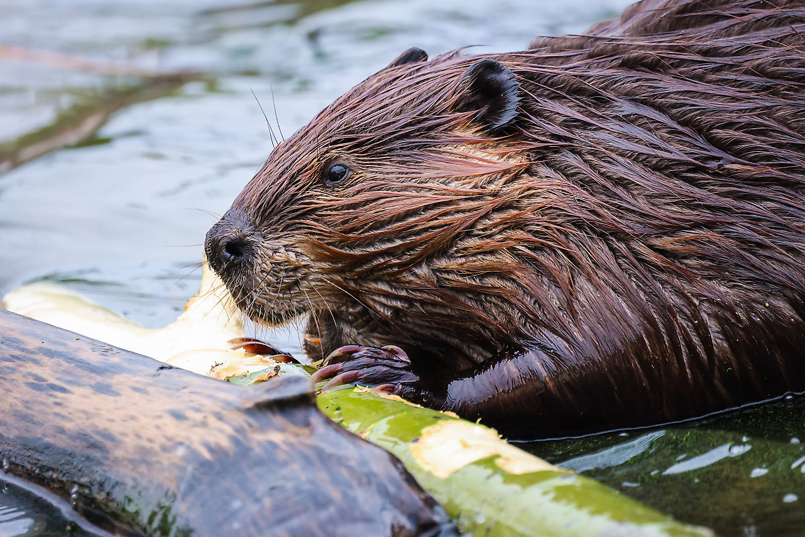 wildlife travel photographer sergei belski photo