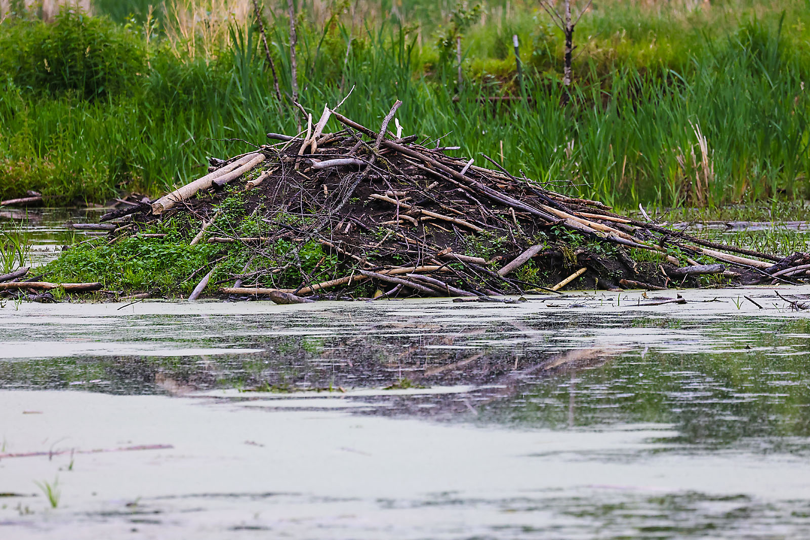 wildlife travel photographer sergei belski photo