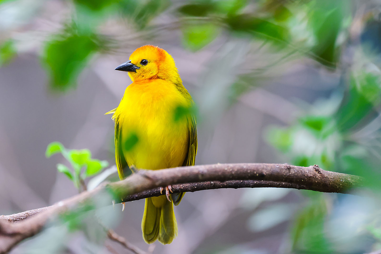calgary zoo wildlife photographer sergei belski photo