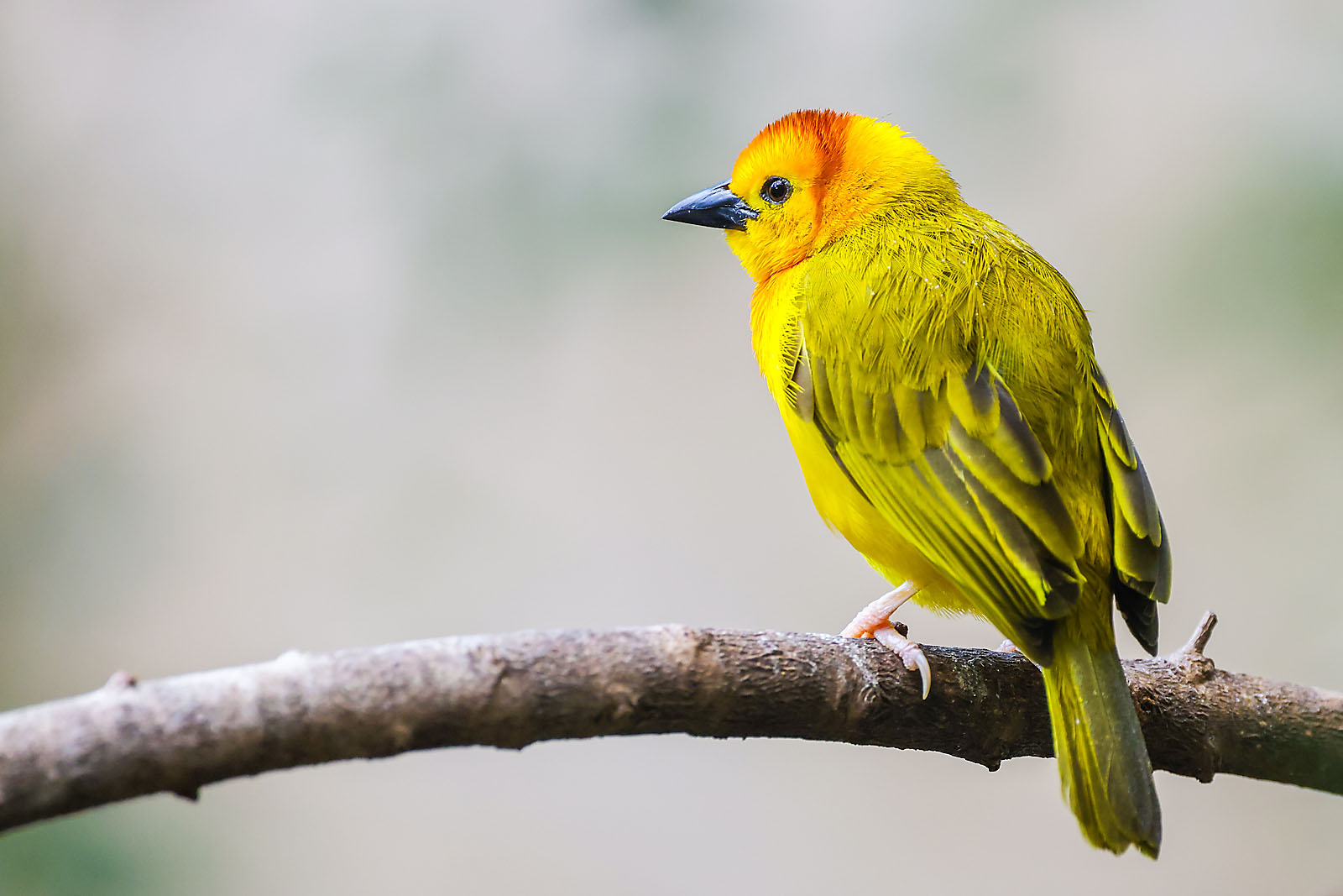 calgary zoo wildlife photographer sergei belski photo