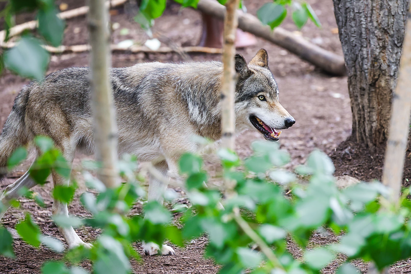 calgary zoo wildlife photographer sergei belski photo