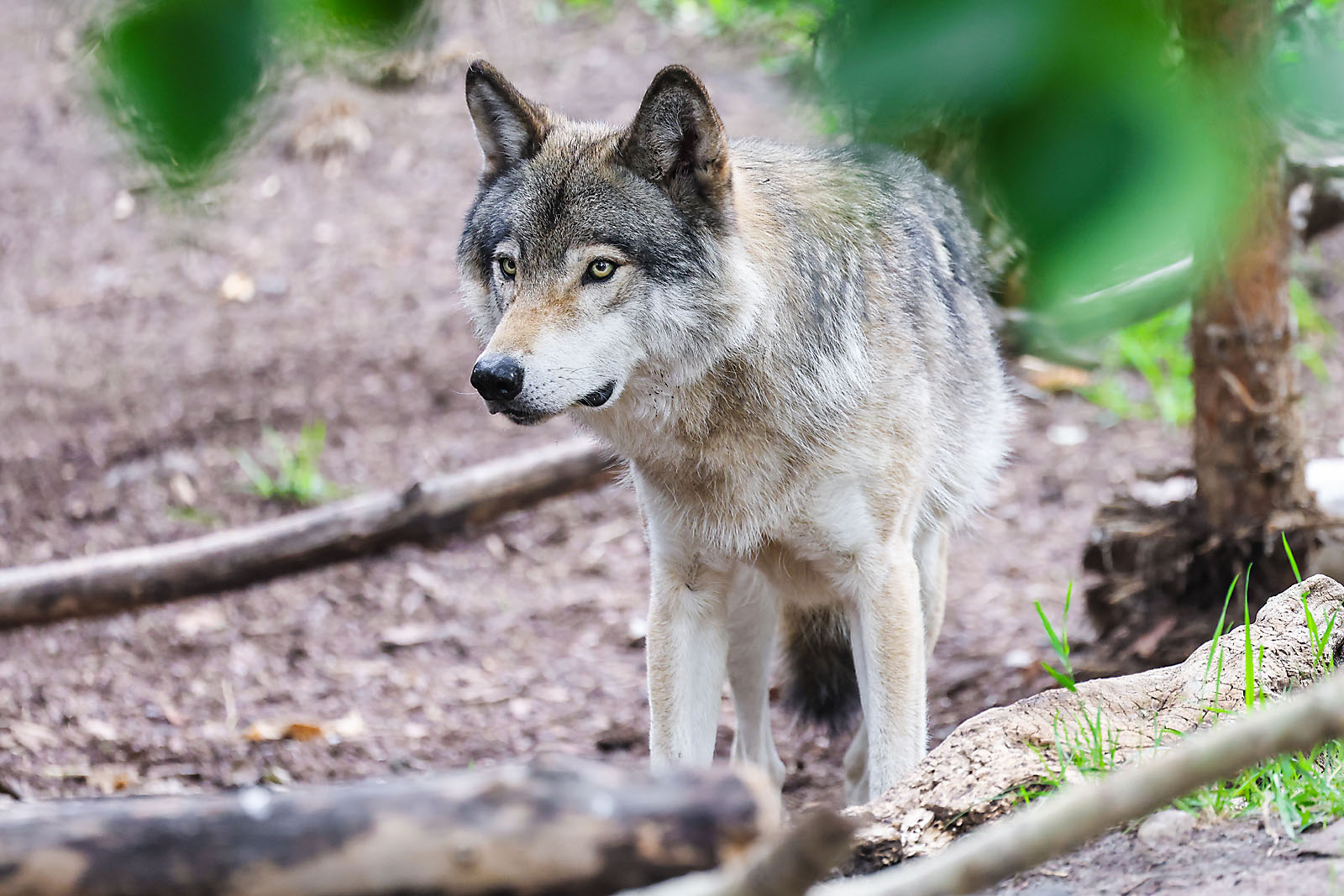 calgary zoo wildlife photographer sergei belski photo