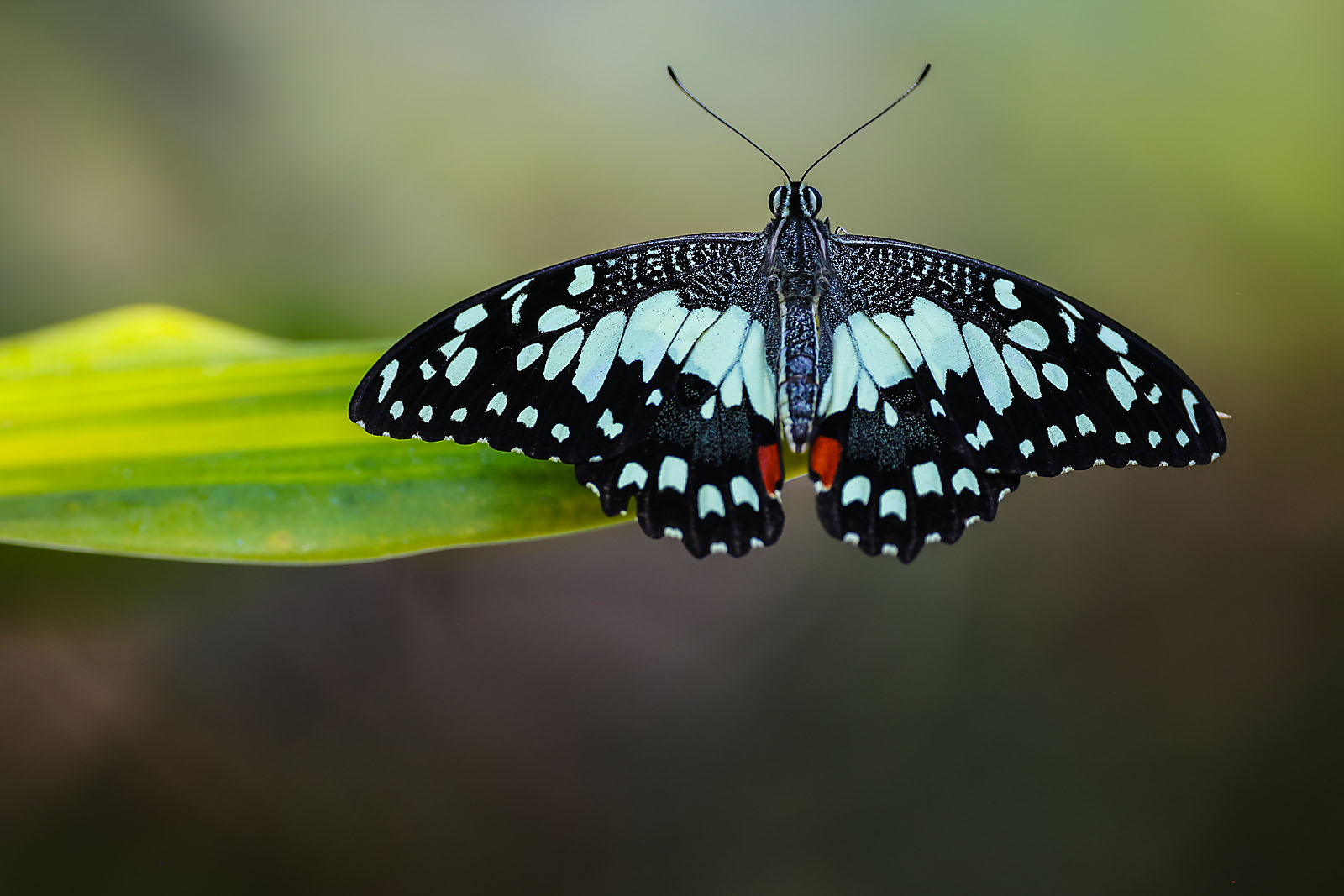 calgary zoo wildlife photographer sergei belski photo