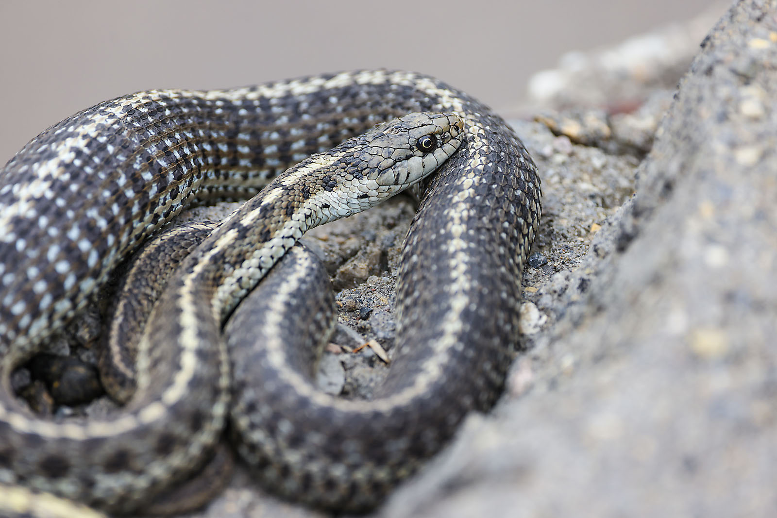 calgary zoo wildlife photographer sergei belski photo