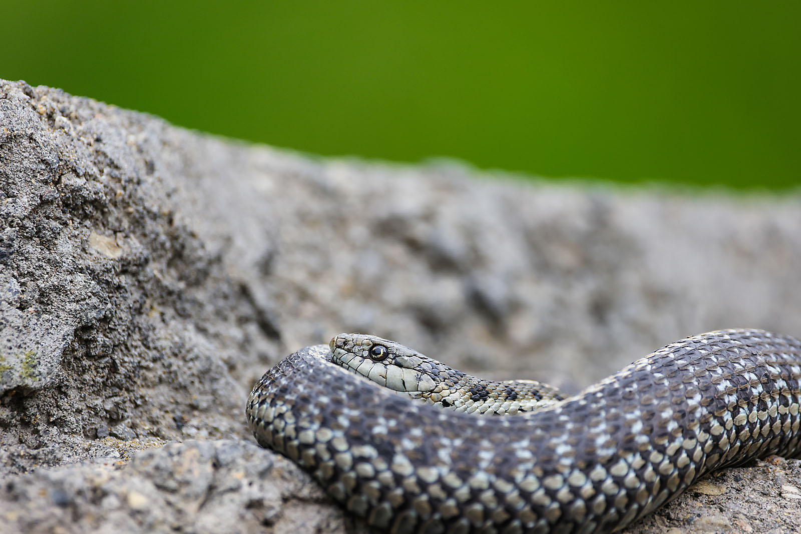 calgary zoo wildlife photographer sergei belski photo