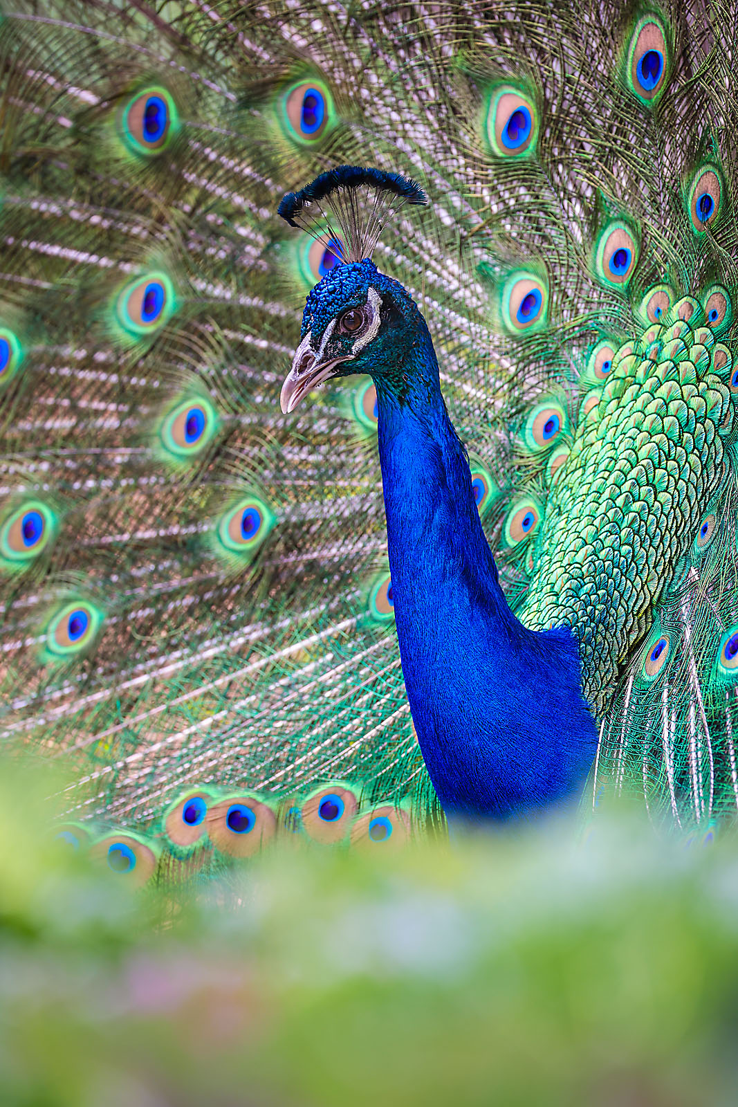 calgary zoo wildlife photographer sergei belski photo