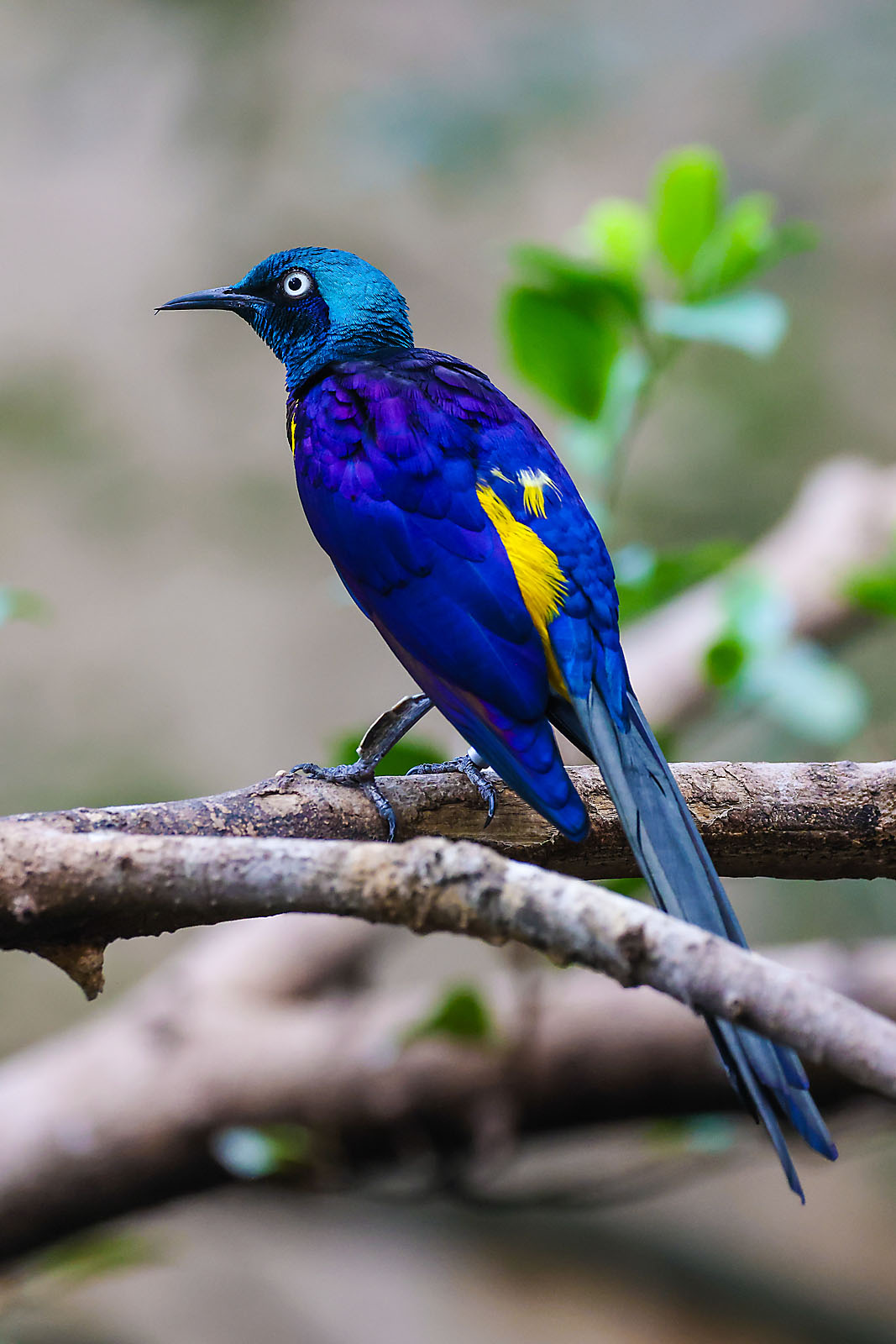 calgary zoo wildlife photographer sergei belski photo