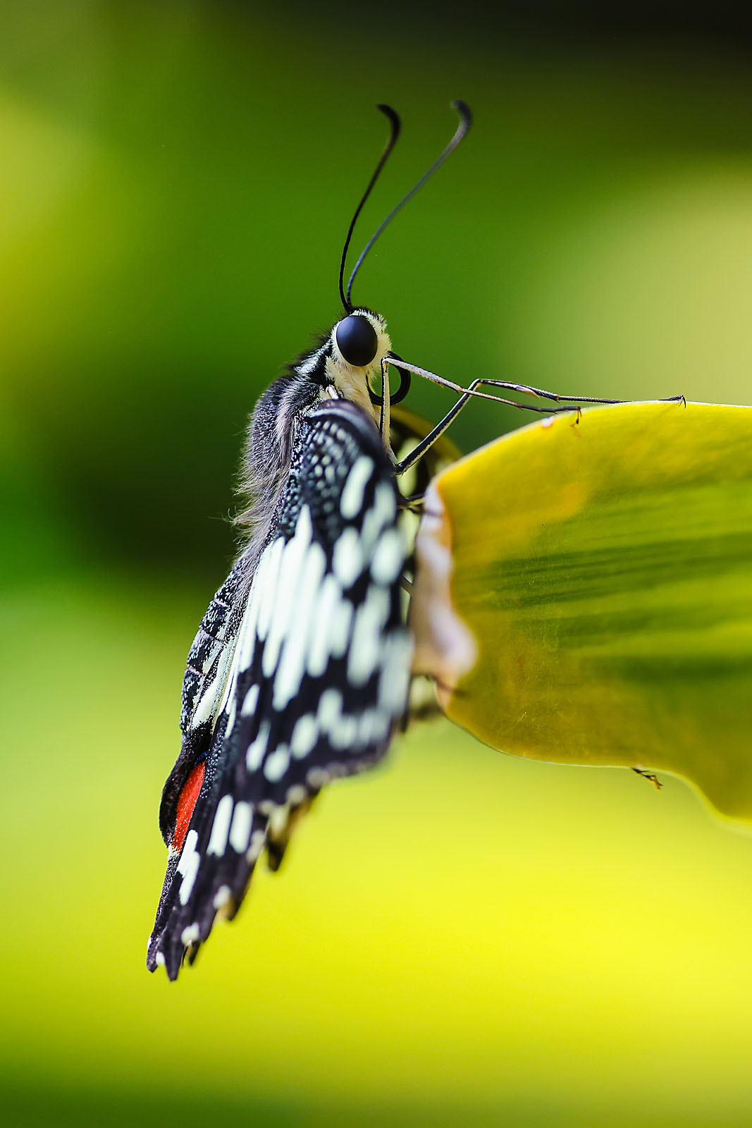 calgary zoo wildlife photographer sergei belski photo