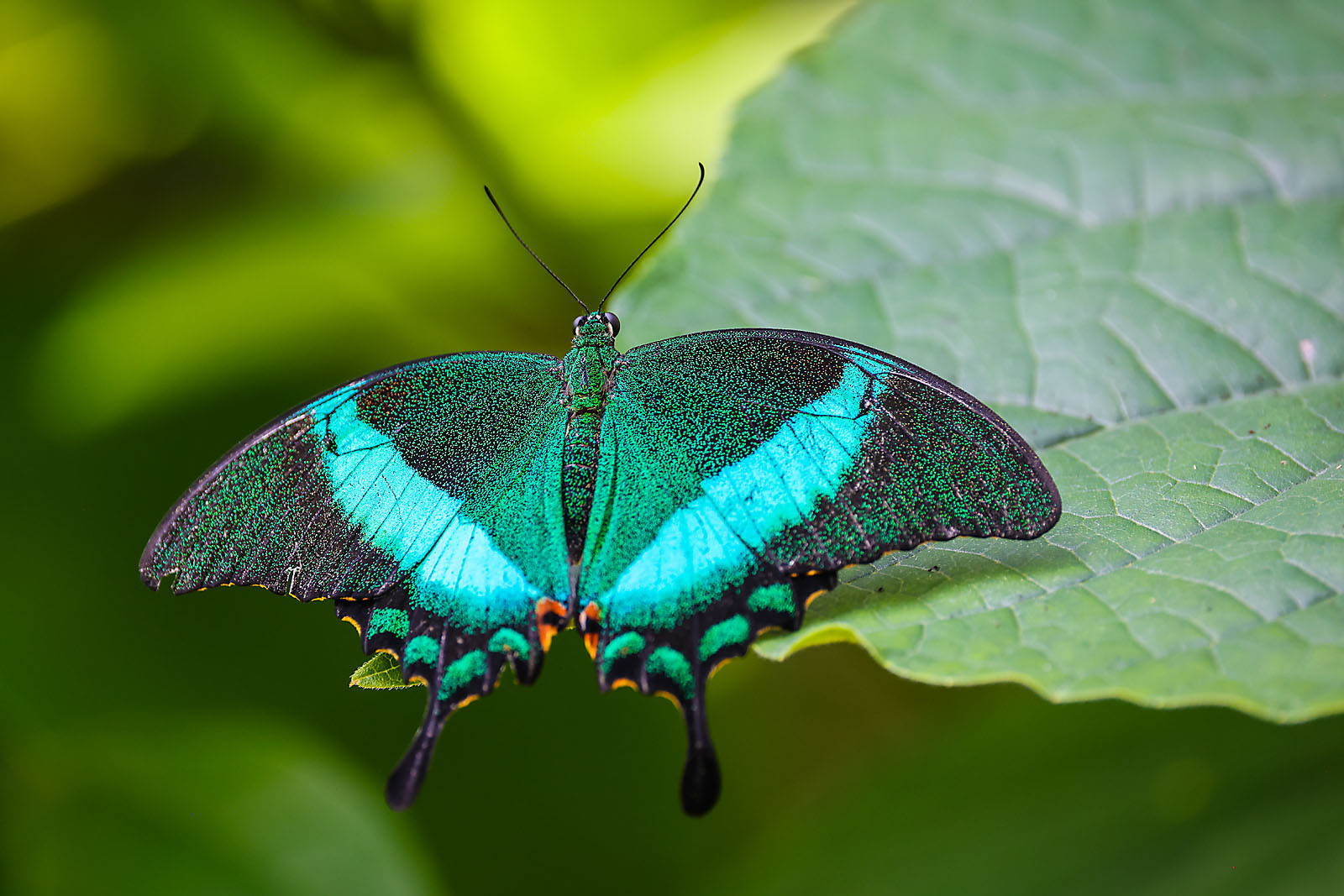 calgary zoo wildlife photographer sergei belski photo