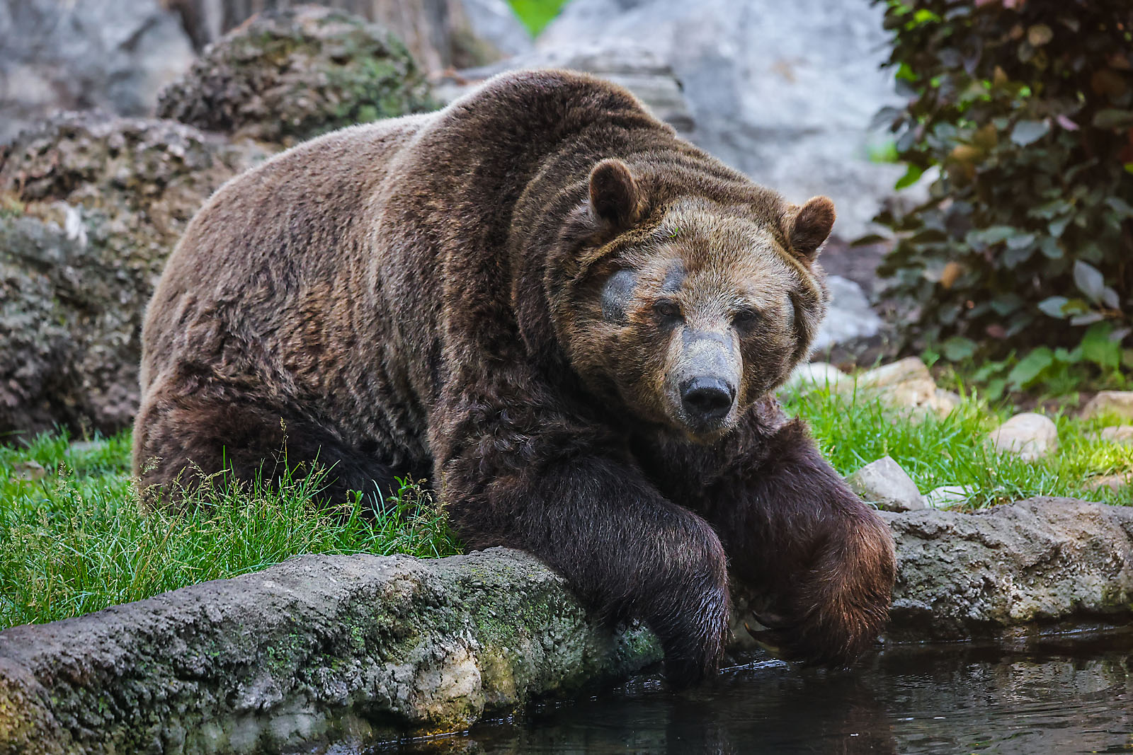 calgary zoo wildlife photographer sergei belski photo