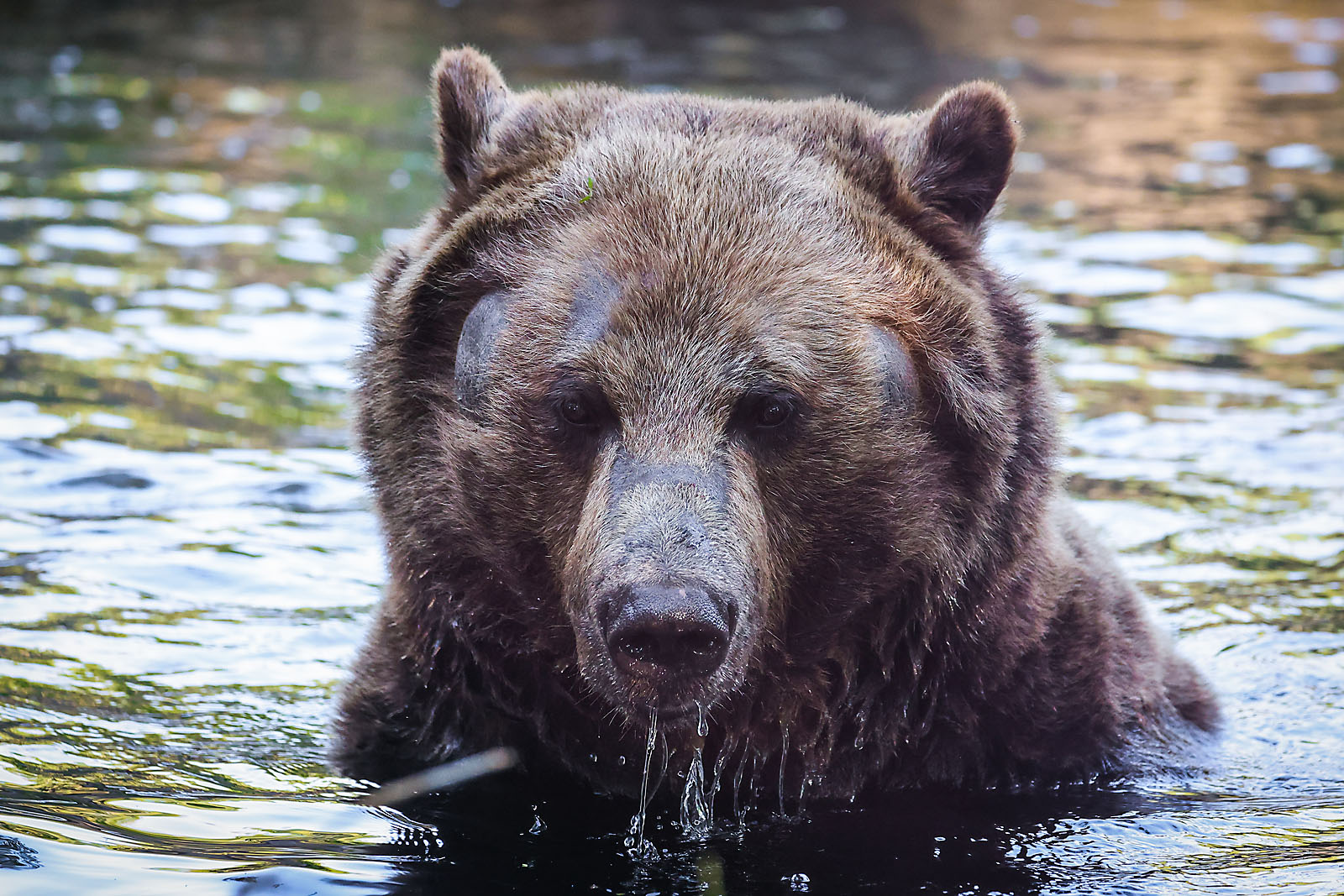 calgary zoo wildlife photographer sergei belski photo