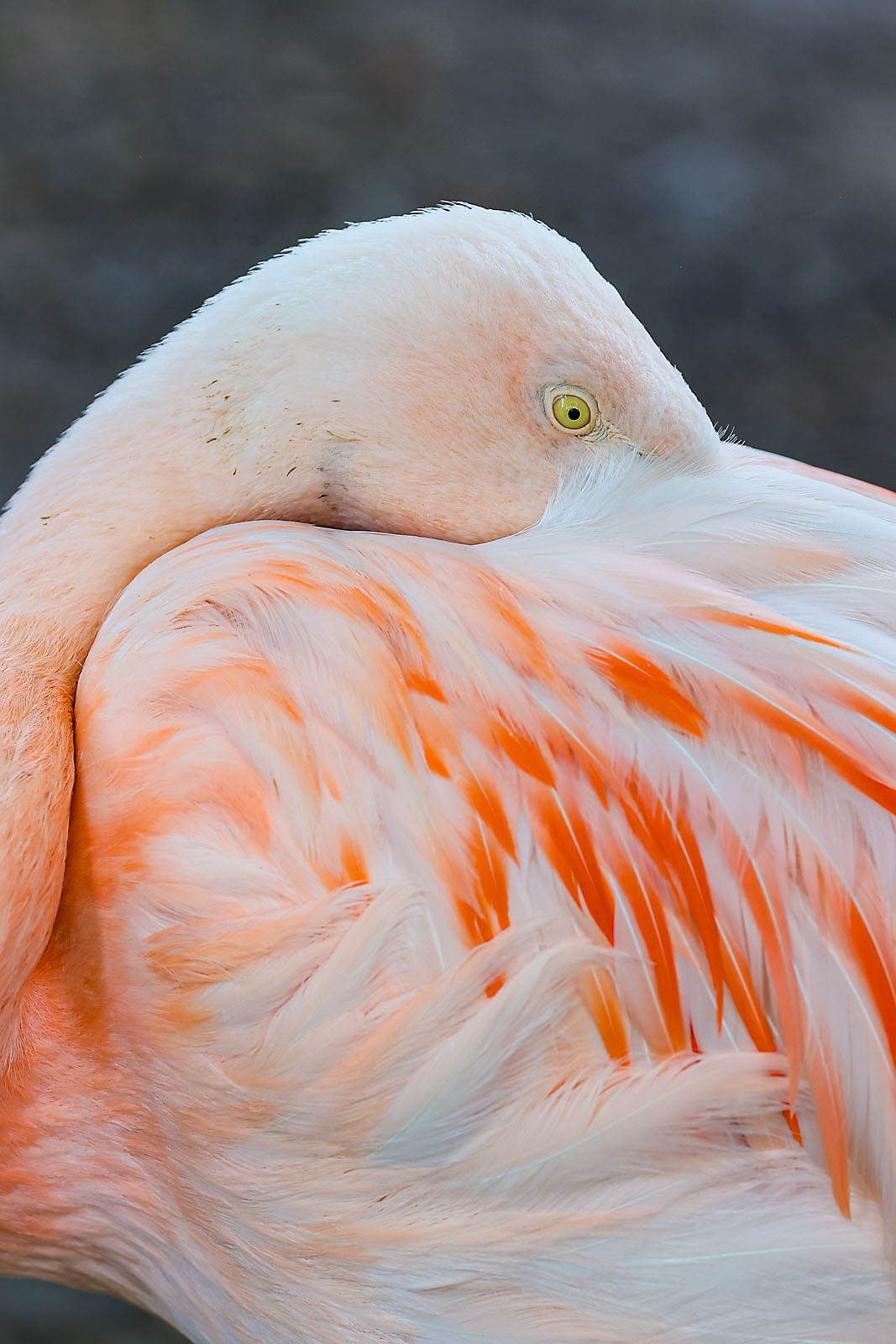 calgary zoo wildlife photographer sergei belski photo