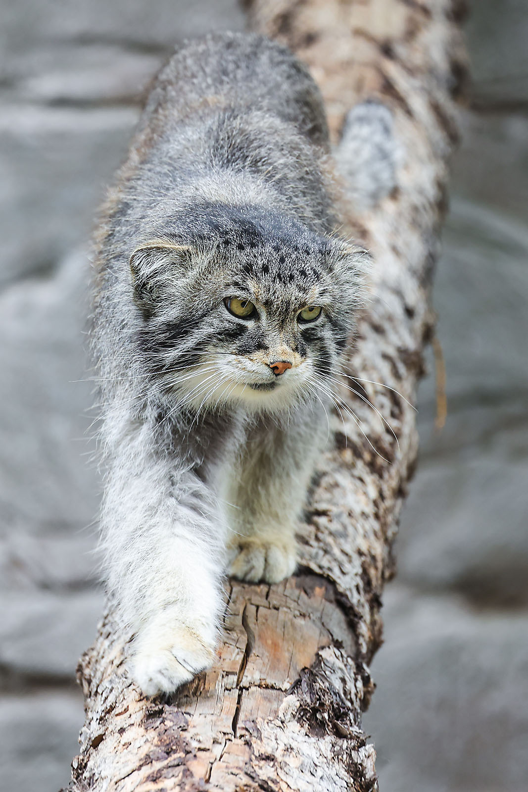 calgary zoo wildlife photographer sergei belski photo