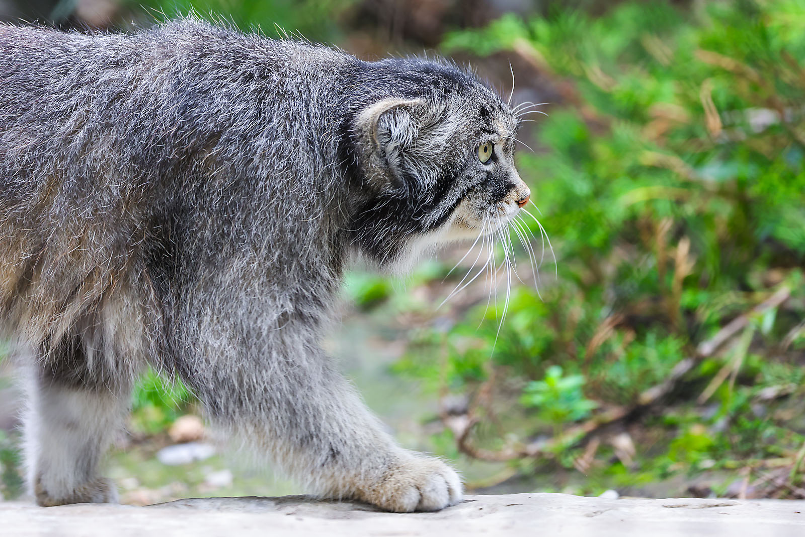 calgary zoo wildlife photographer sergei belski photo