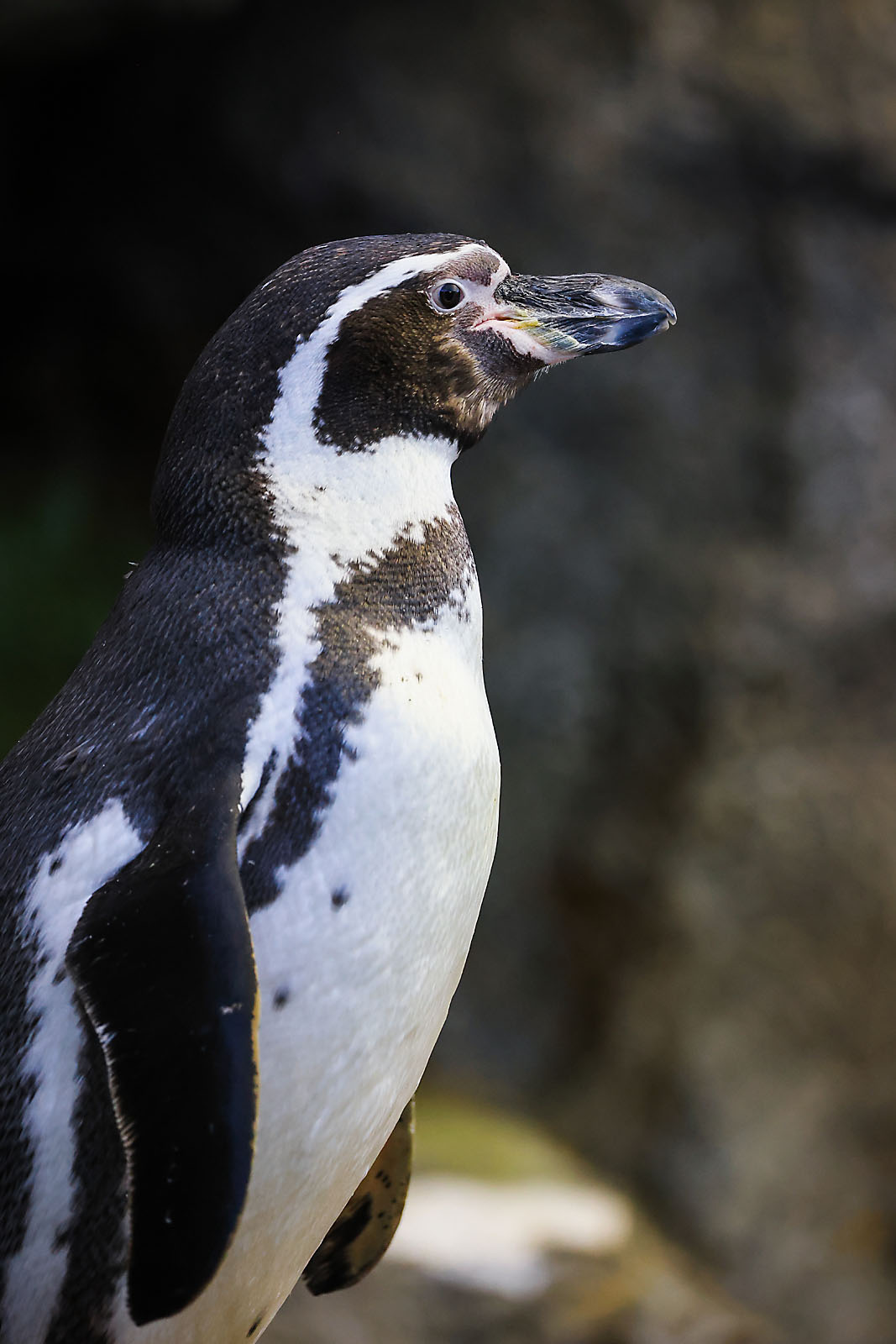 calgary zoo wildlife photographer sergei belski photo
