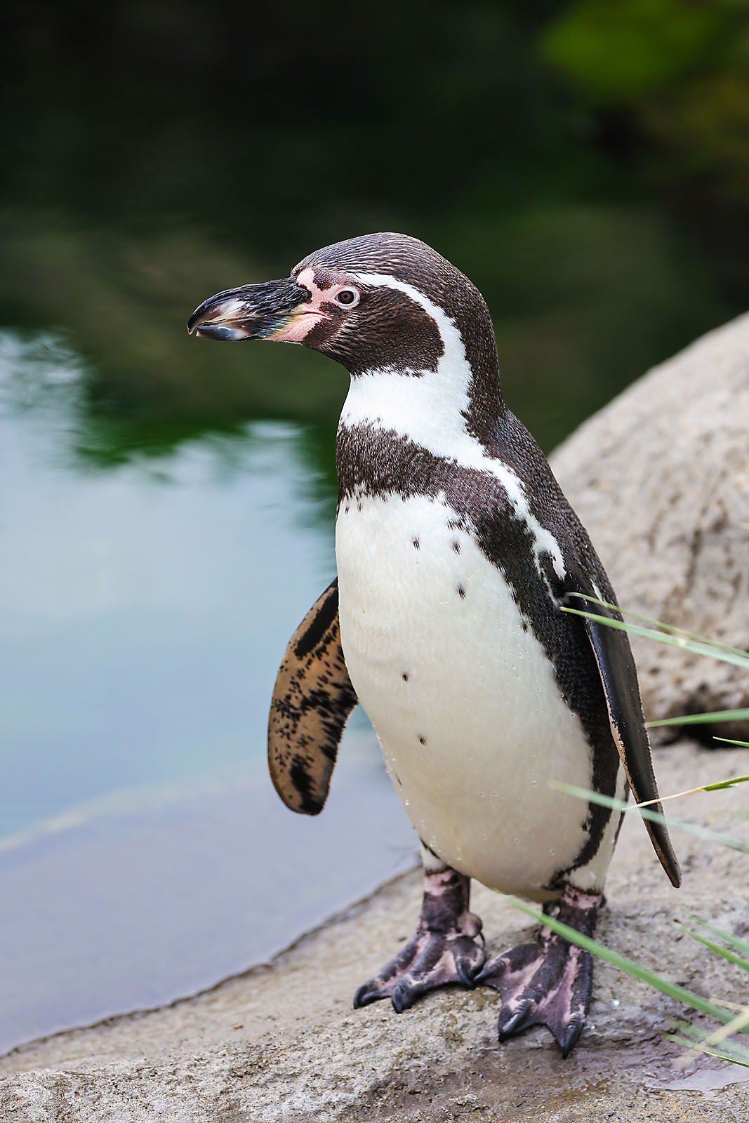 calgary zoo wildlife photographer sergei belski photo