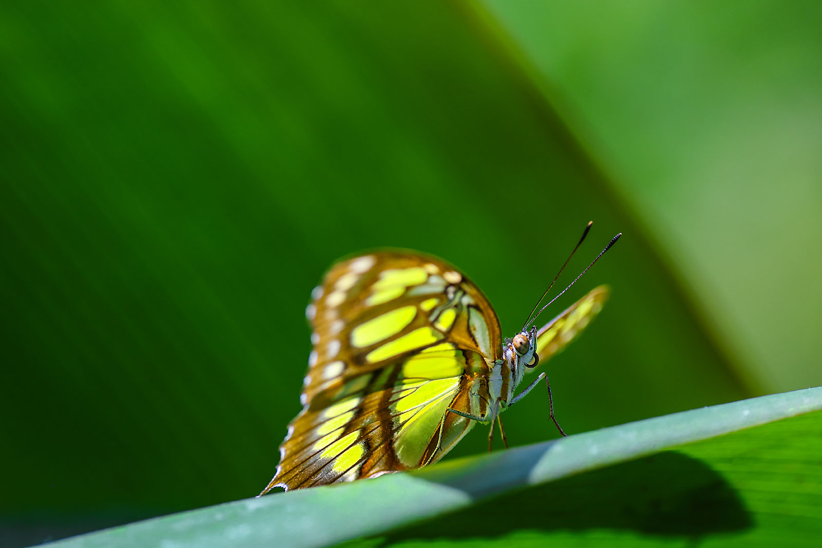 calgary zoo wildlife photographer sergei belski photo