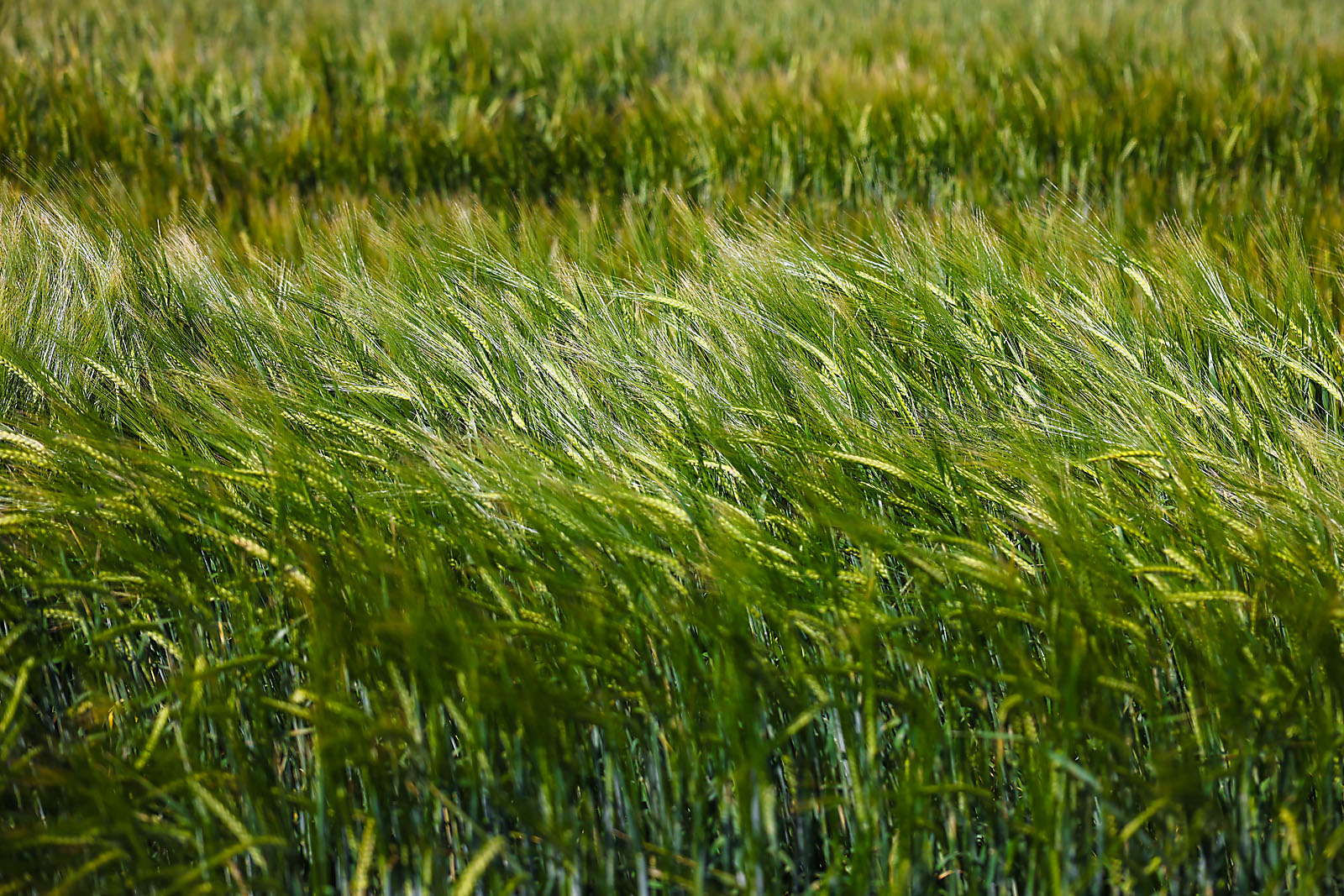 agsmart olds college event photographer sergei belski photo