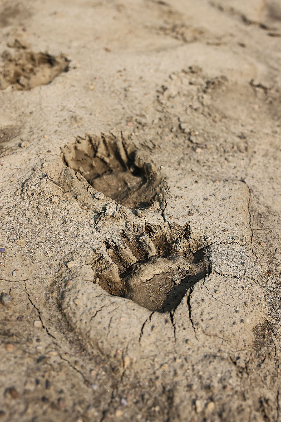 fortis Alberta commercial photographer sergei belski photo