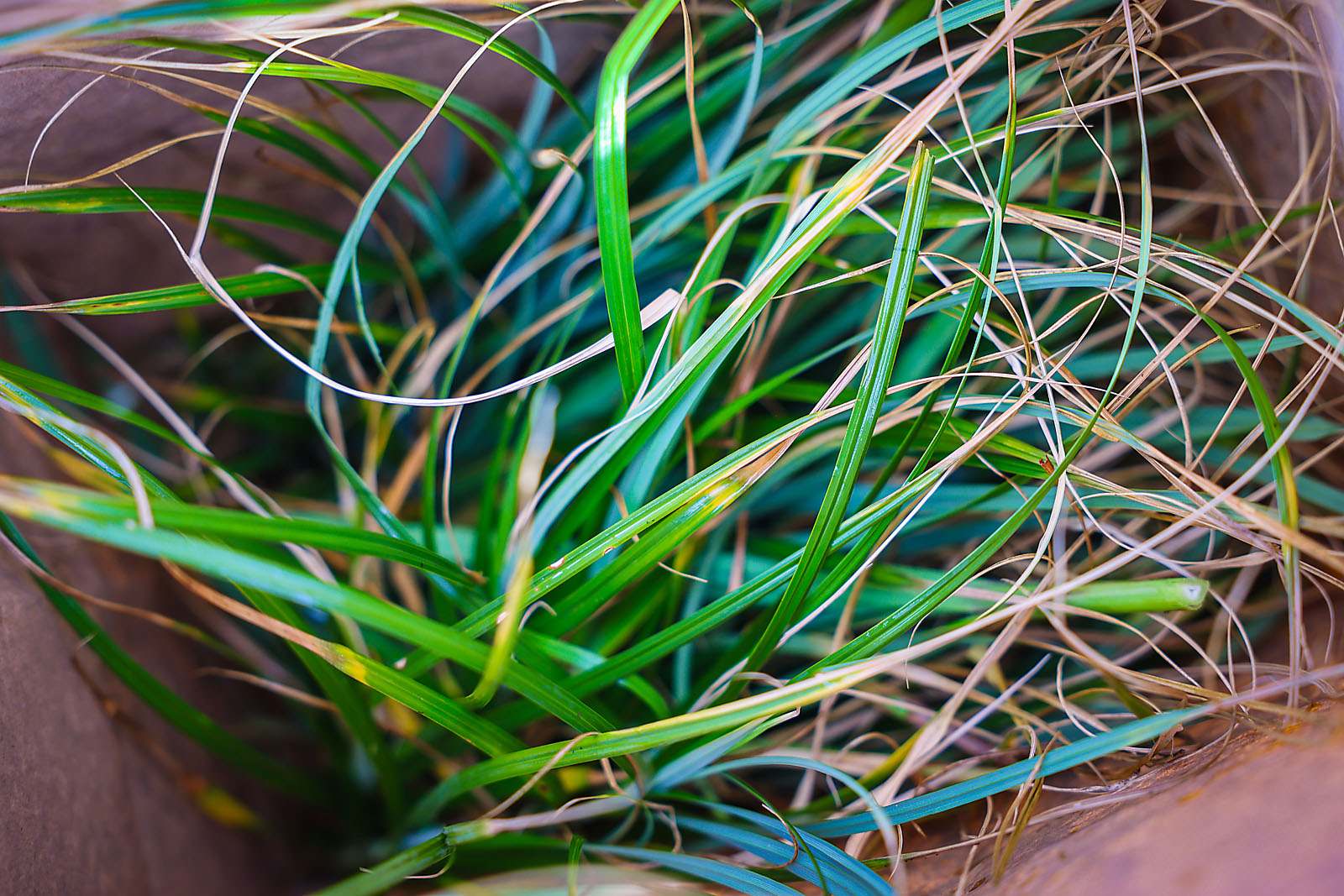 olds college commercial calgary photographer sergei belski photo