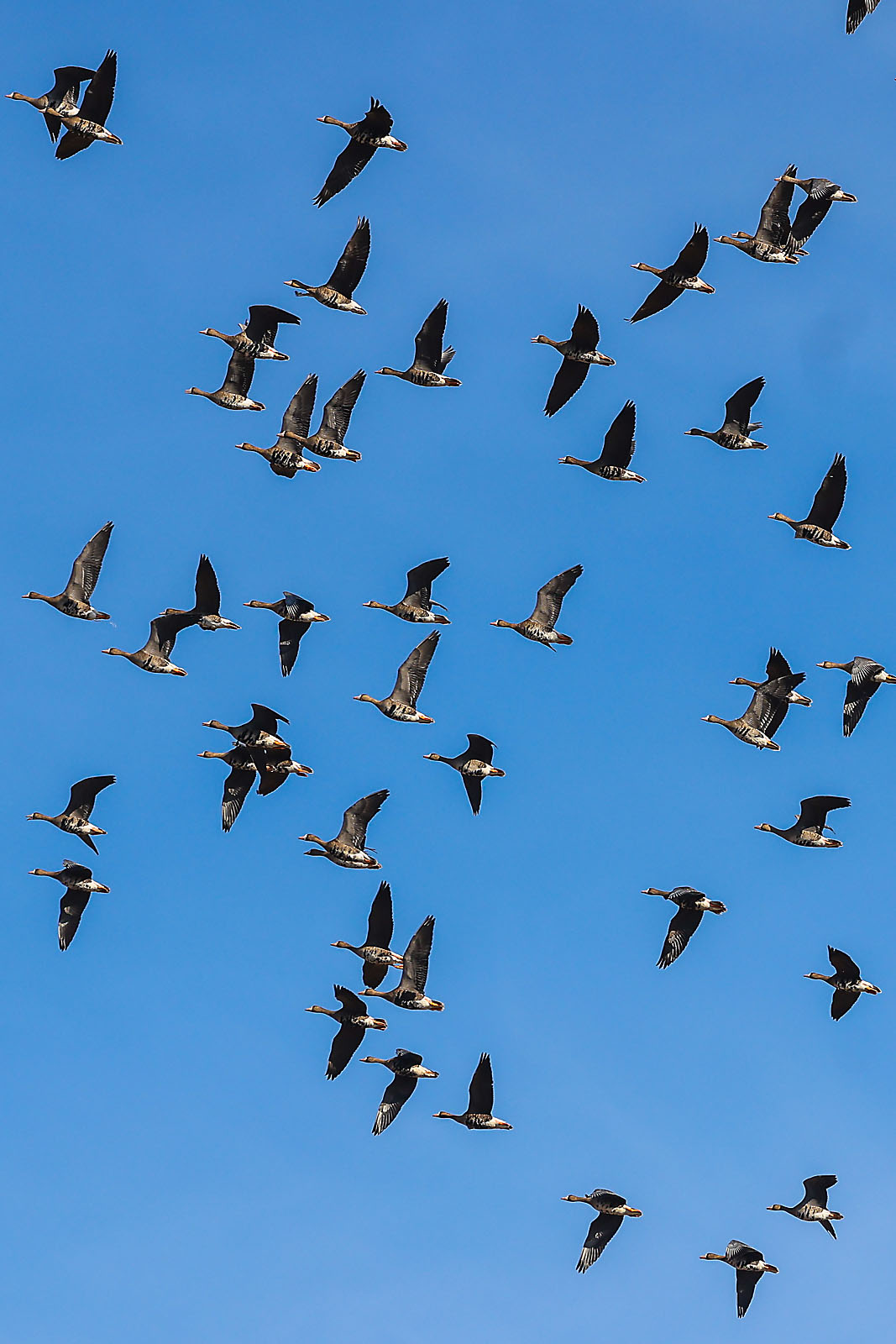 olds college commercial calgary photographer sergei belski photo