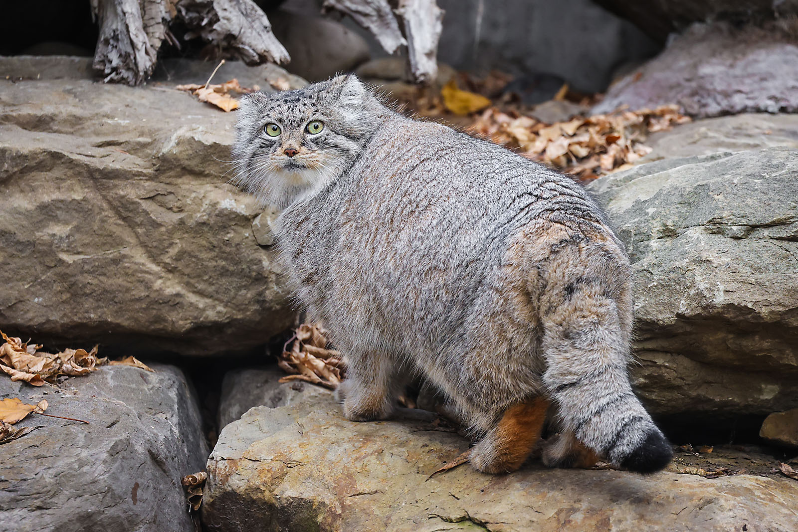 calgary zoo wildlife photographer sergei belski photo