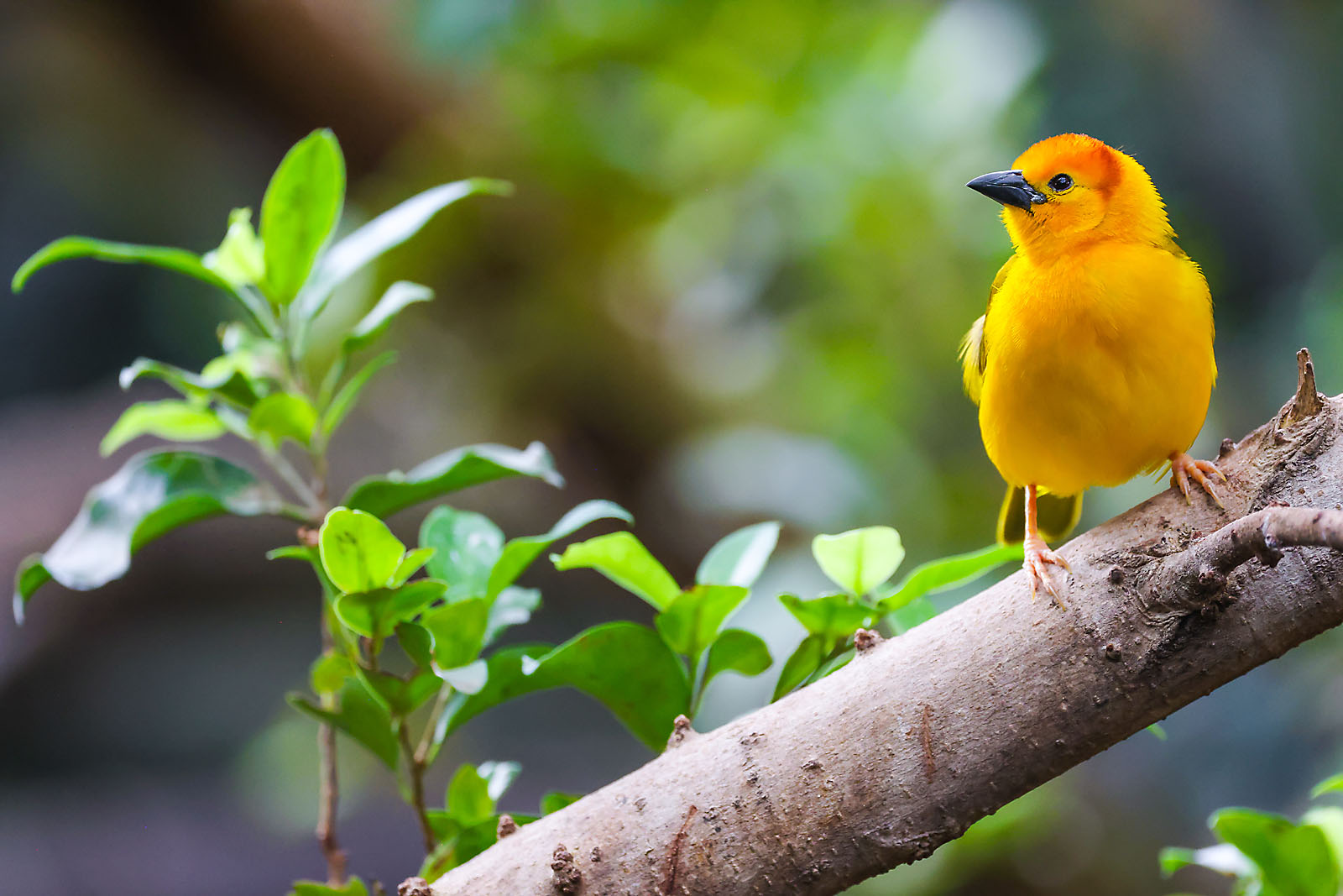 calgary zoo wildlife photographer sergei belski photo