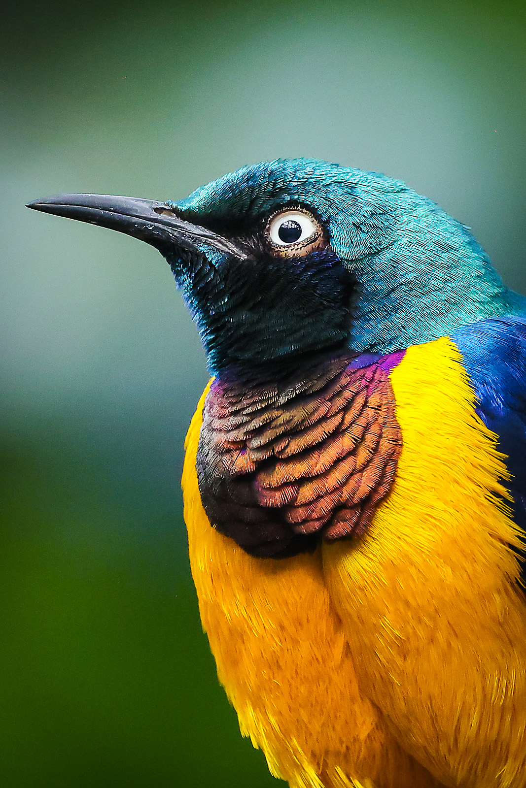 calgary zoo wildlife photographer sergei belski photo