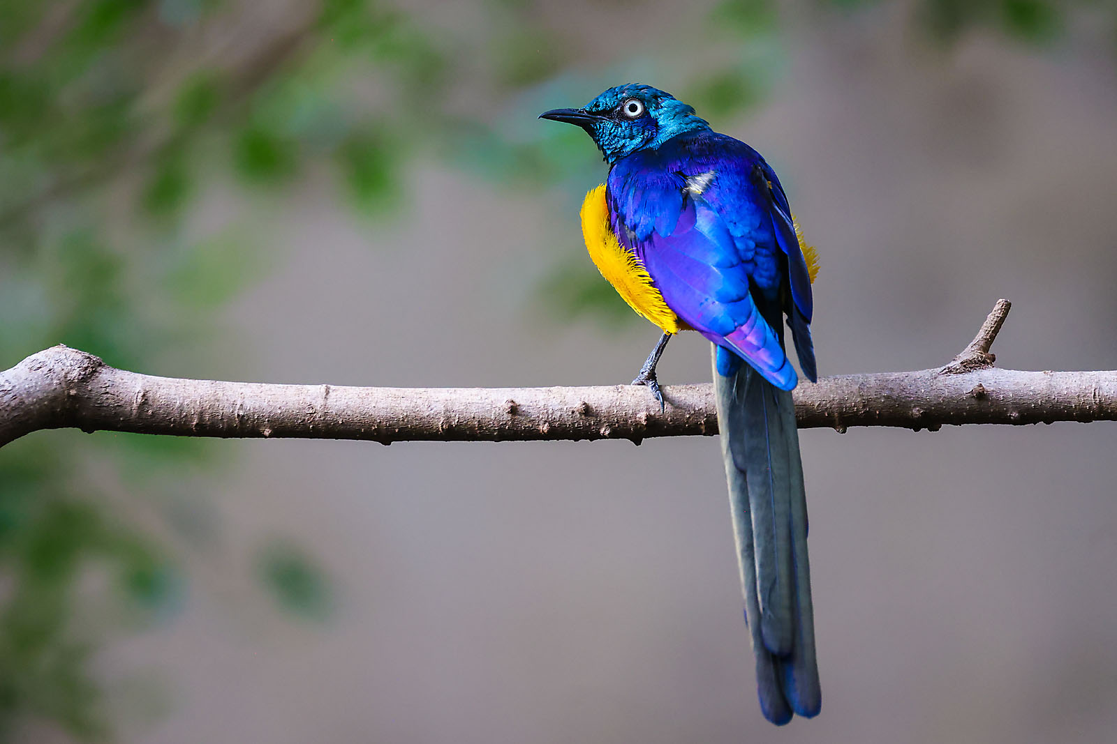 calgary zoo wildlife photographer sergei belski photo