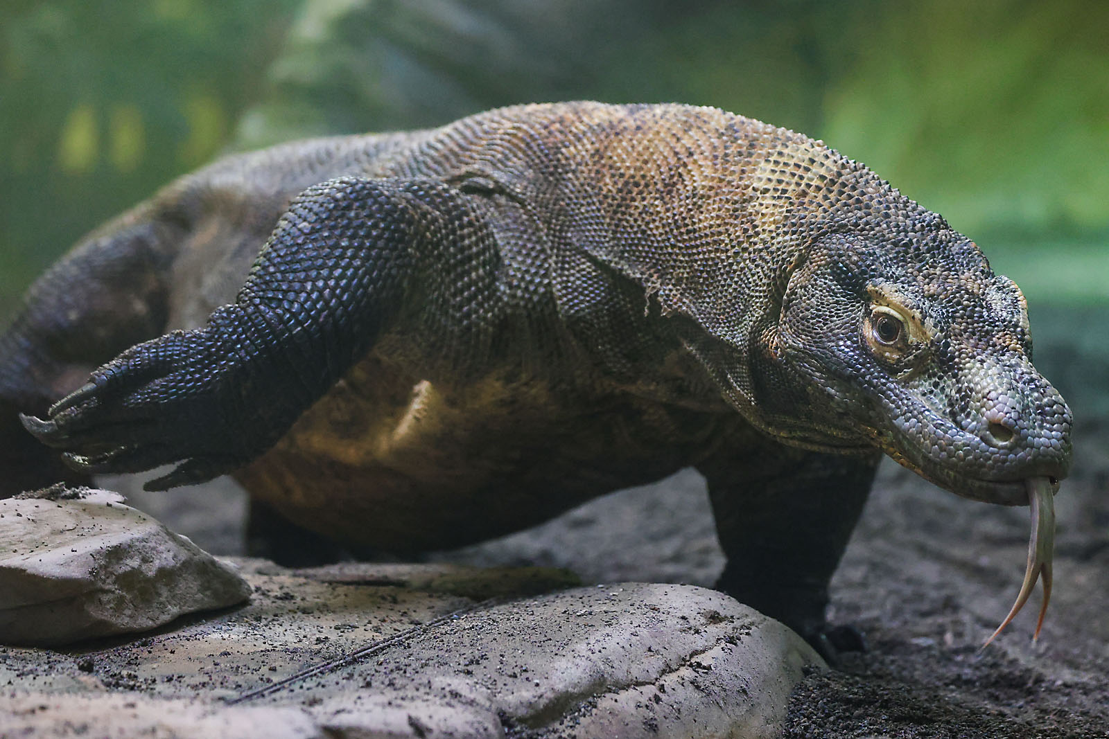 calgary zoo wildlife photographer sergei belski photo