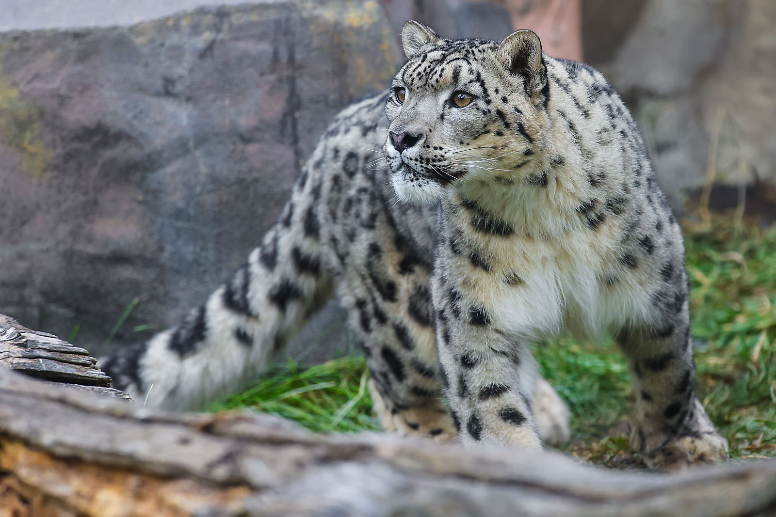 calgary zoo wildlife photographer sergei belski photo