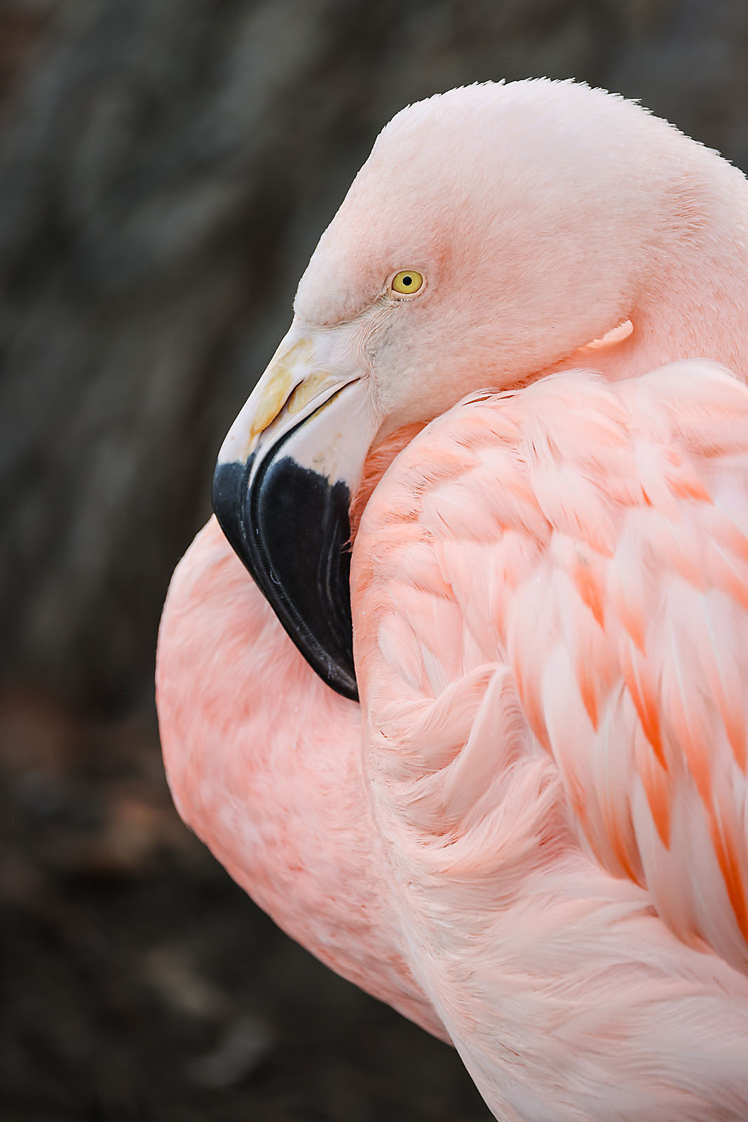 calgary zoo wildlife photographer sergei belski photo