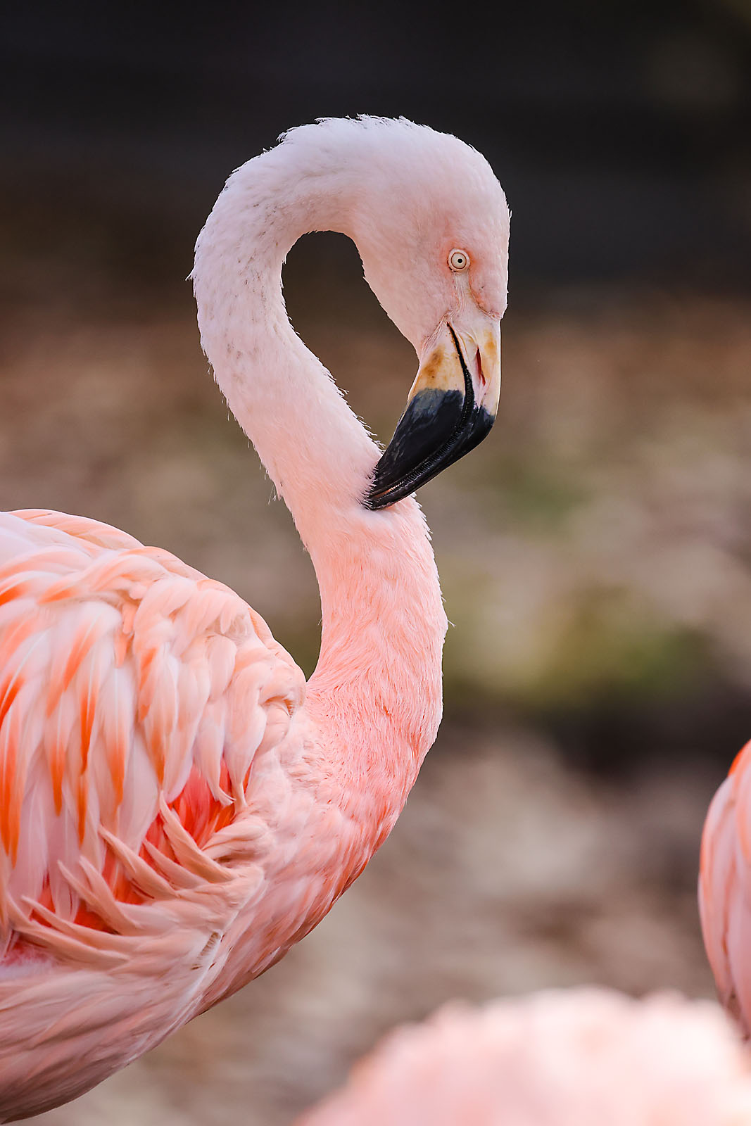 calgary zoo wildlife photographer sergei belski photo