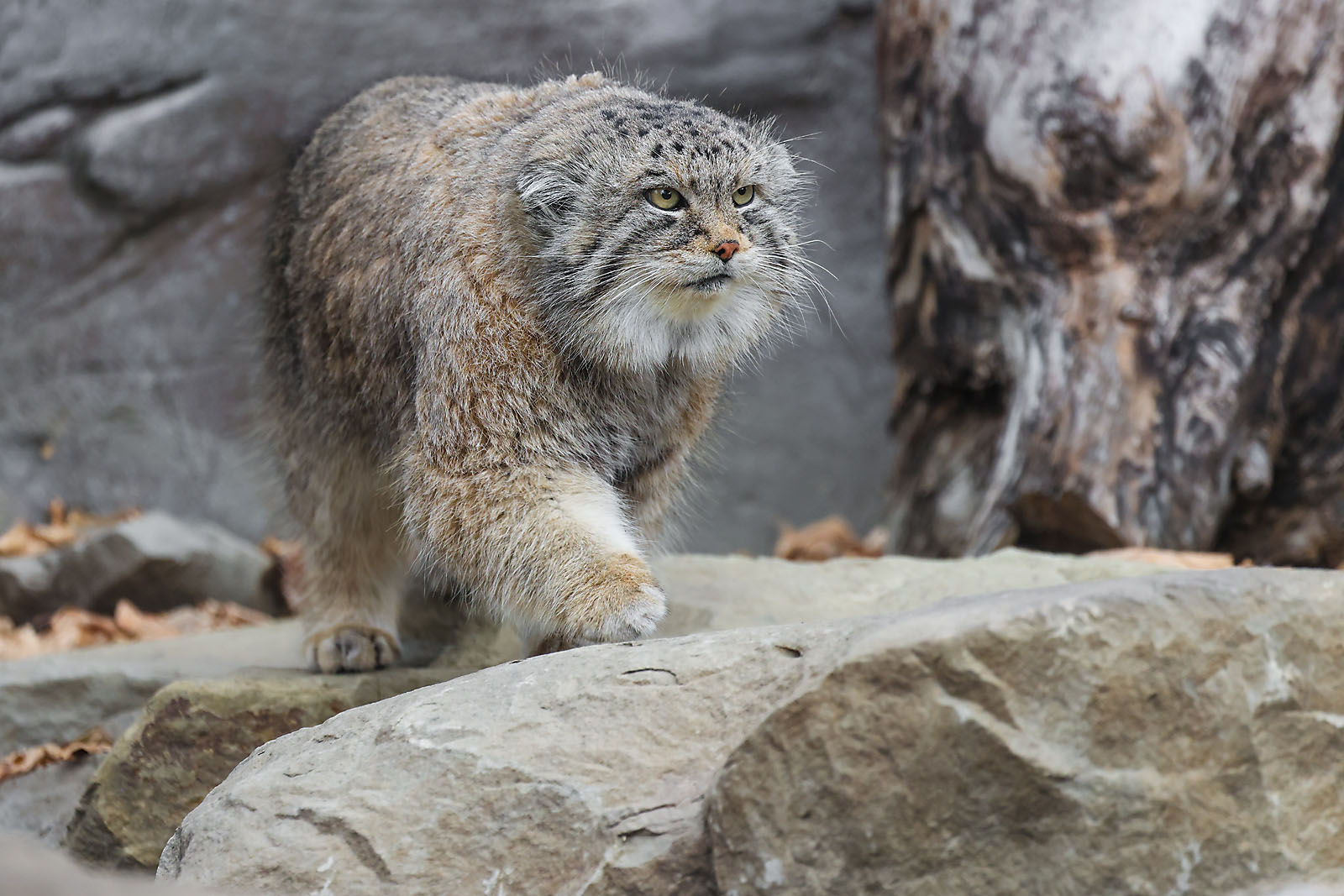 calgary zoo wildlife photographer sergei belski photo