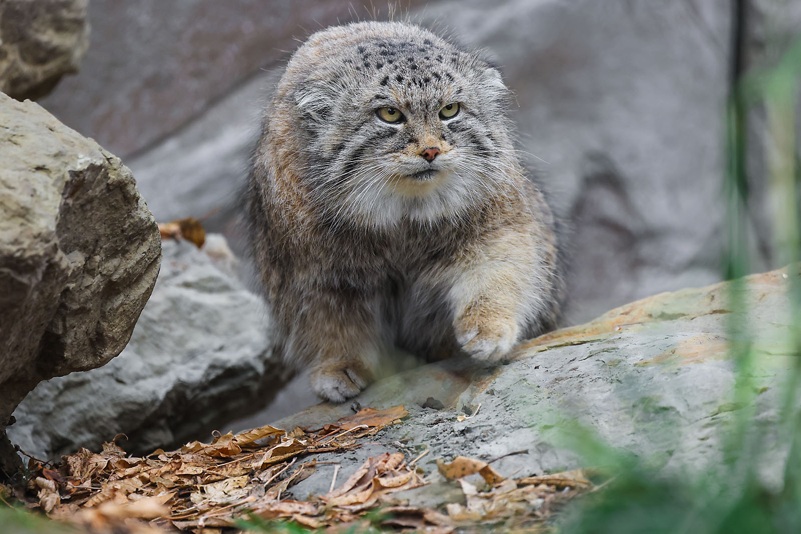 calgary zoo wildlife photographer sergei belski photo