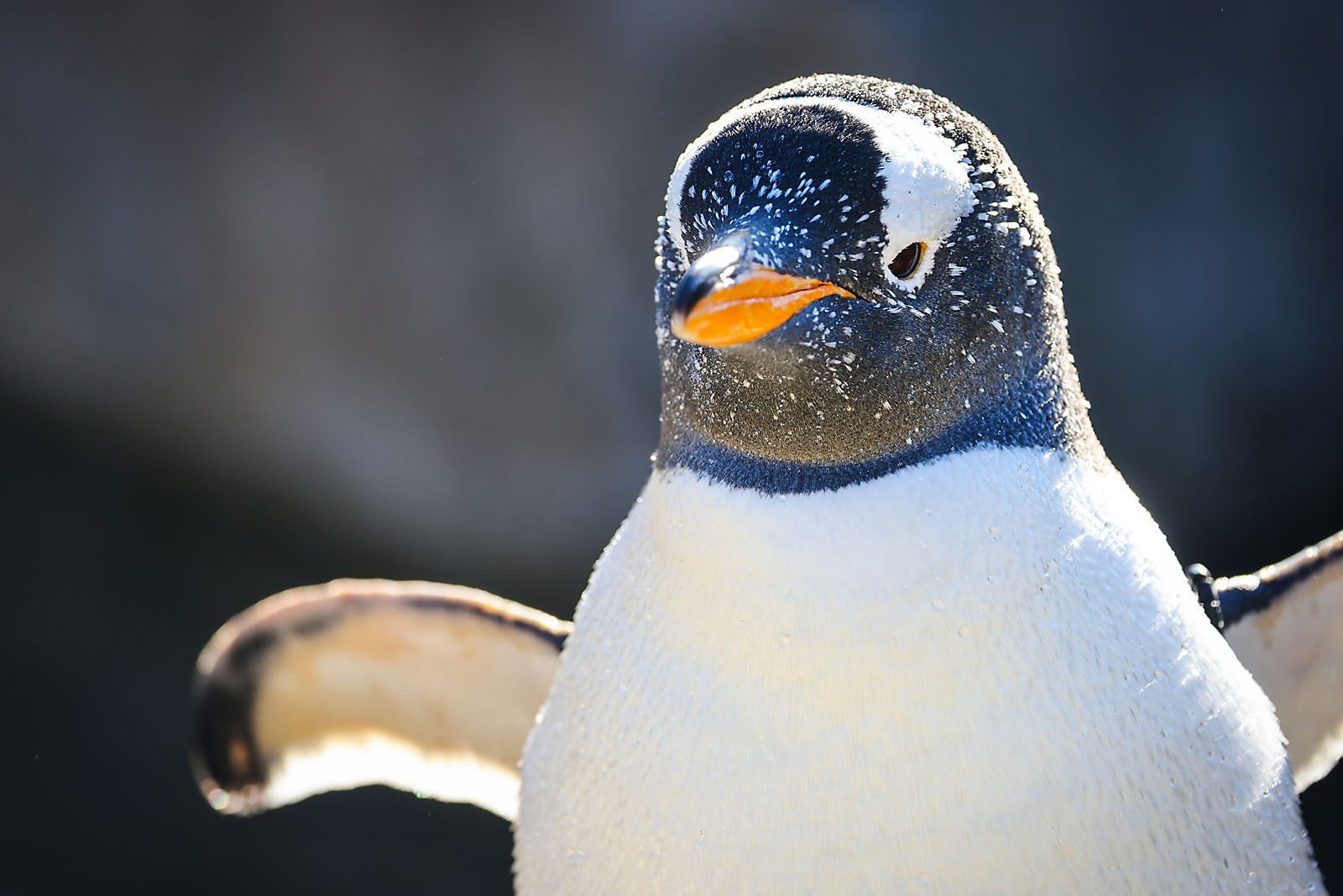 calgary zoo wildlife photographer sergei belski photo
