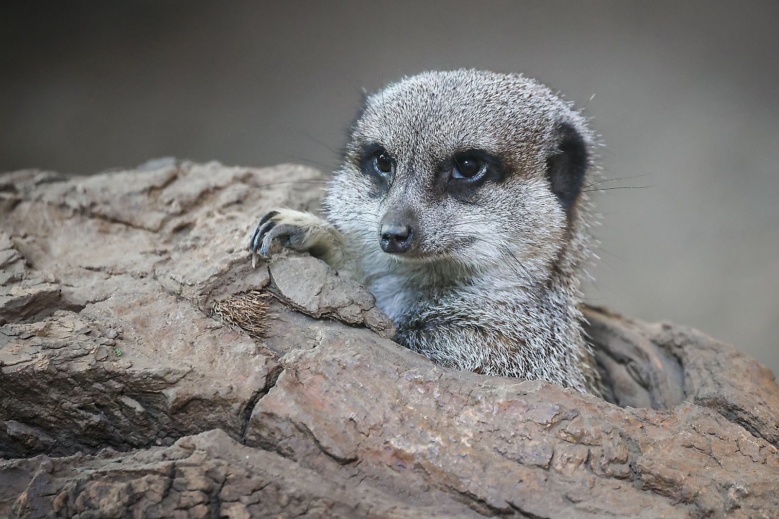 calgary zoo wildlife photographer sergei belski photo