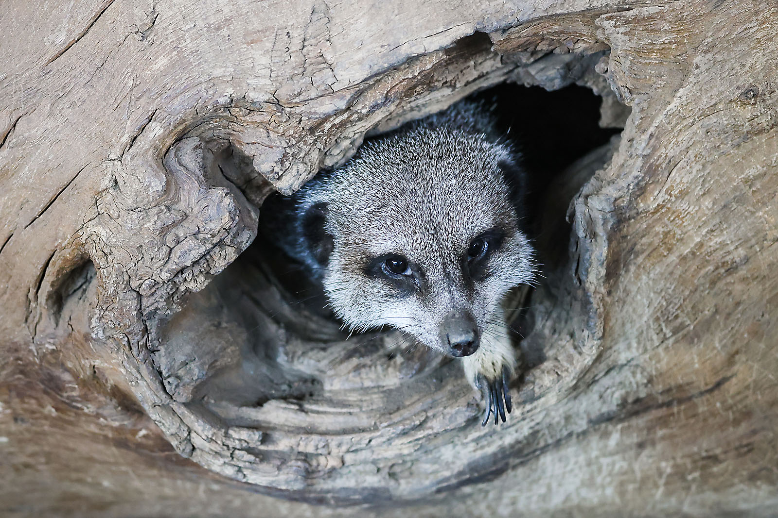 calgary zoo wildlife photographer sergei belski photo