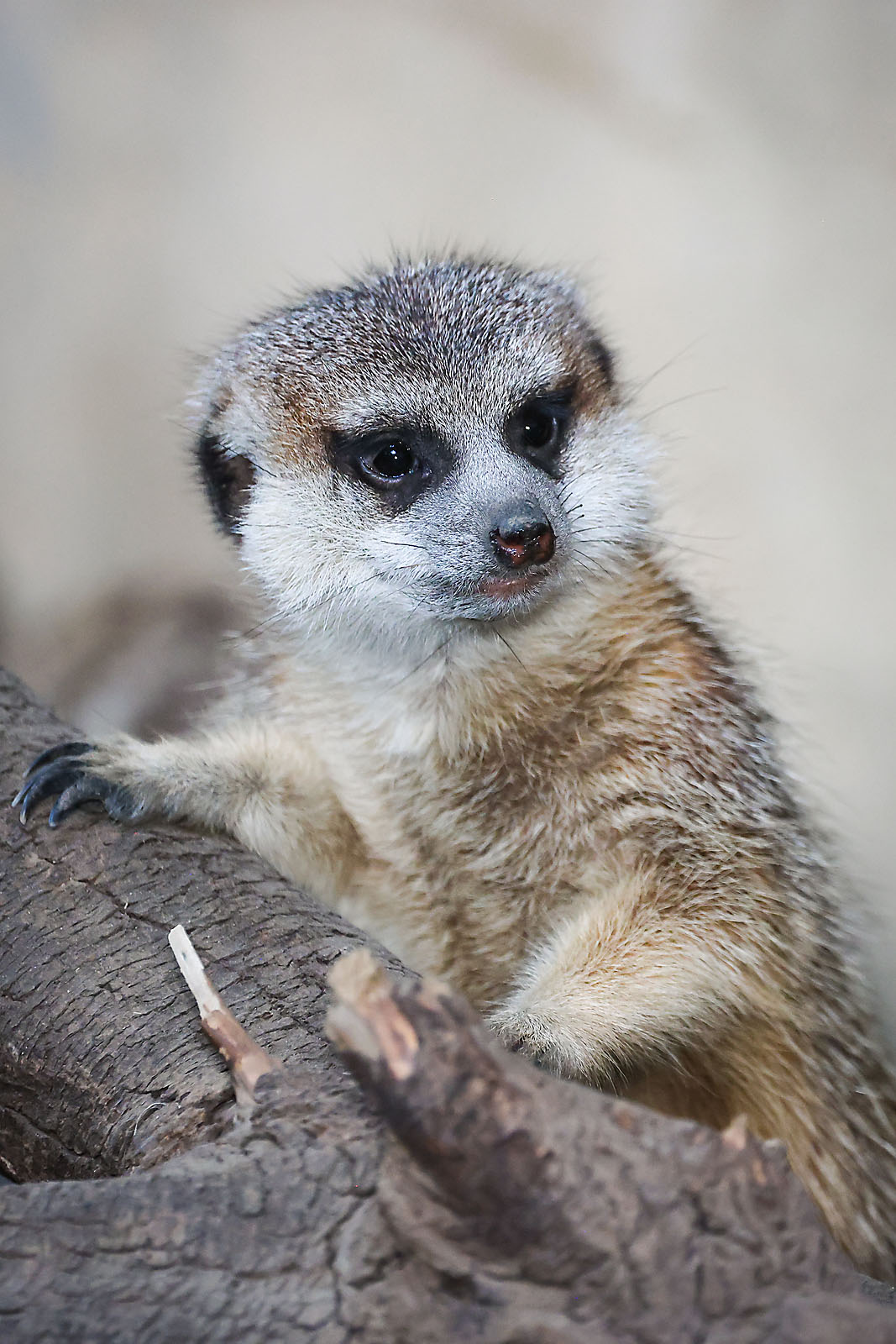 calgary zoo wildlife photographer sergei belski photo