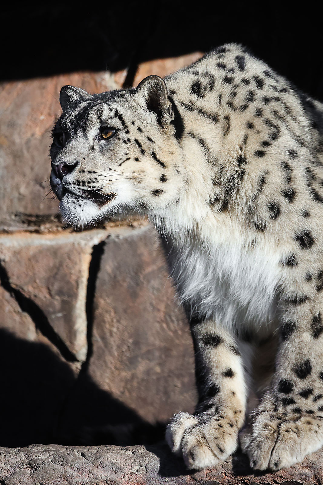 calgary zoo wildlife photographer sergei belski photo