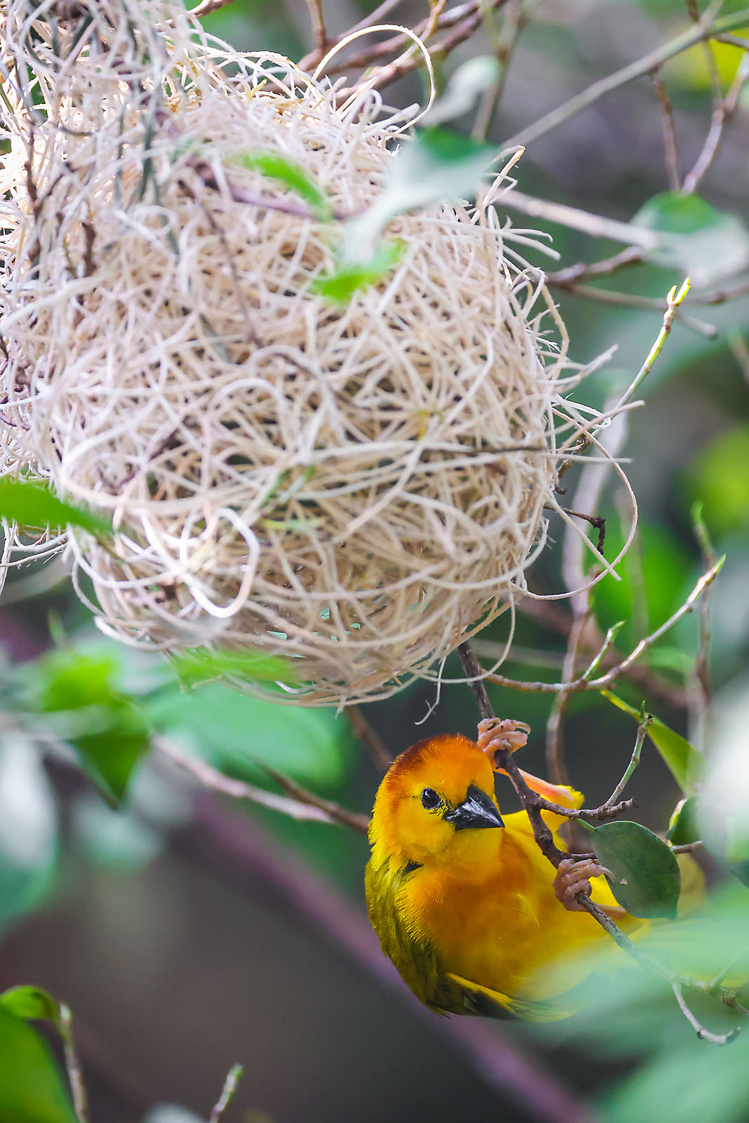 calgary zoo wildlife photographer sergei belski photo