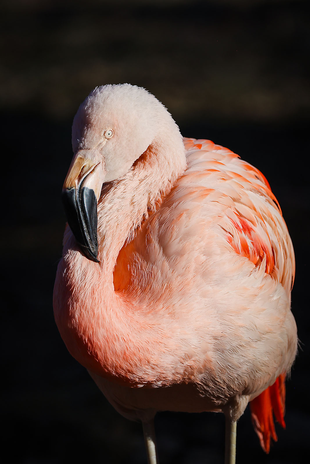 calgary zoo wildlife photographer sergei belski photo