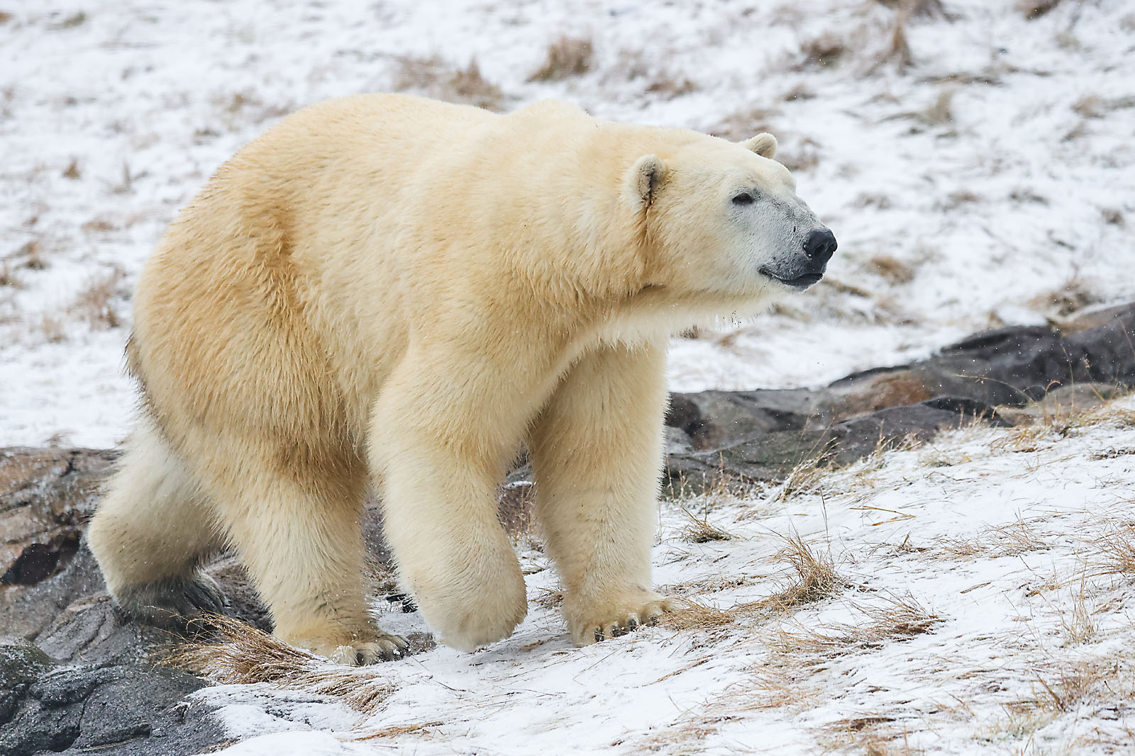 calgary zoo wildlife photographer sergei belski photo