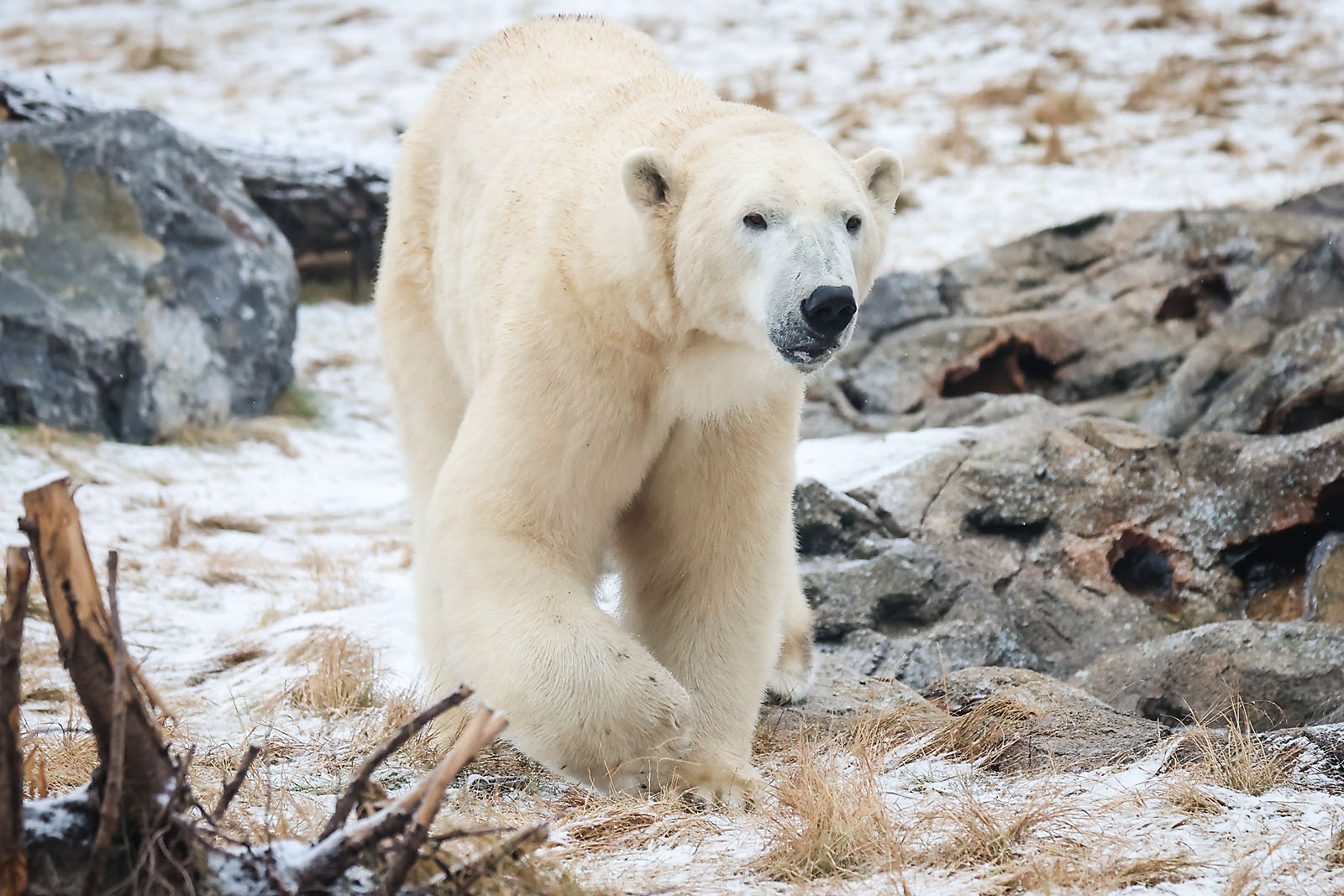 calgary zoo wildlife photographer sergei belski photo