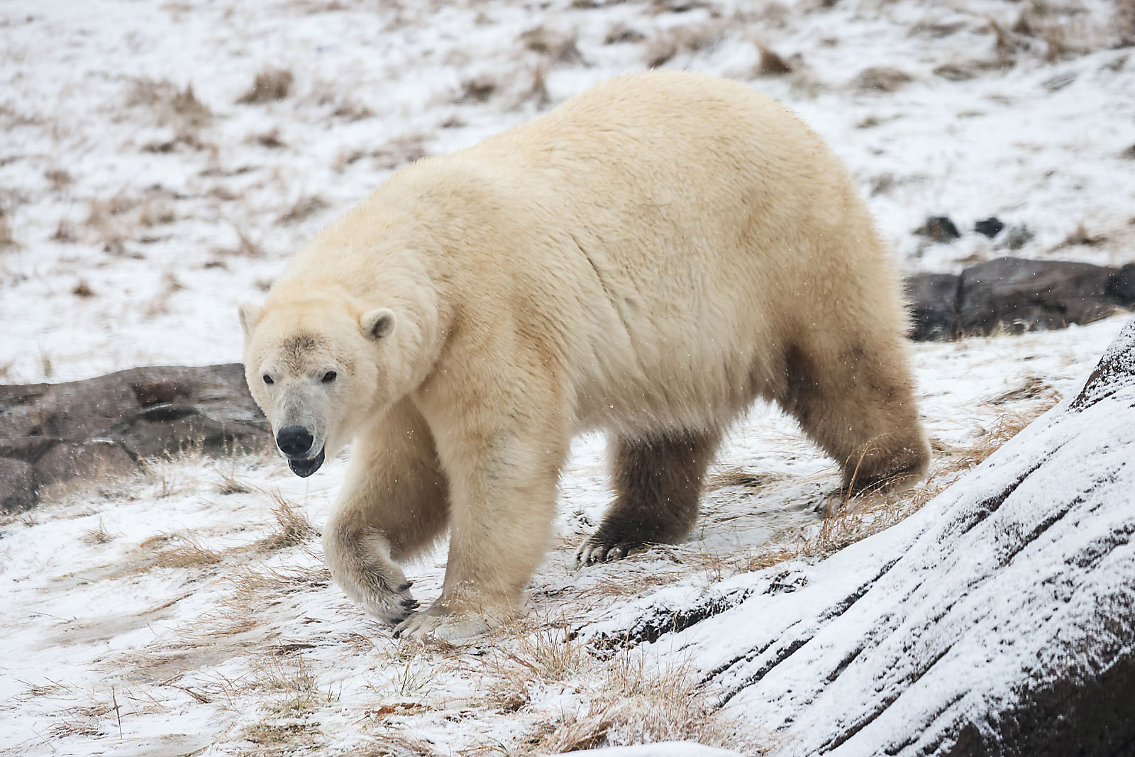 calgary zoo wildlife photographer sergei belski photo