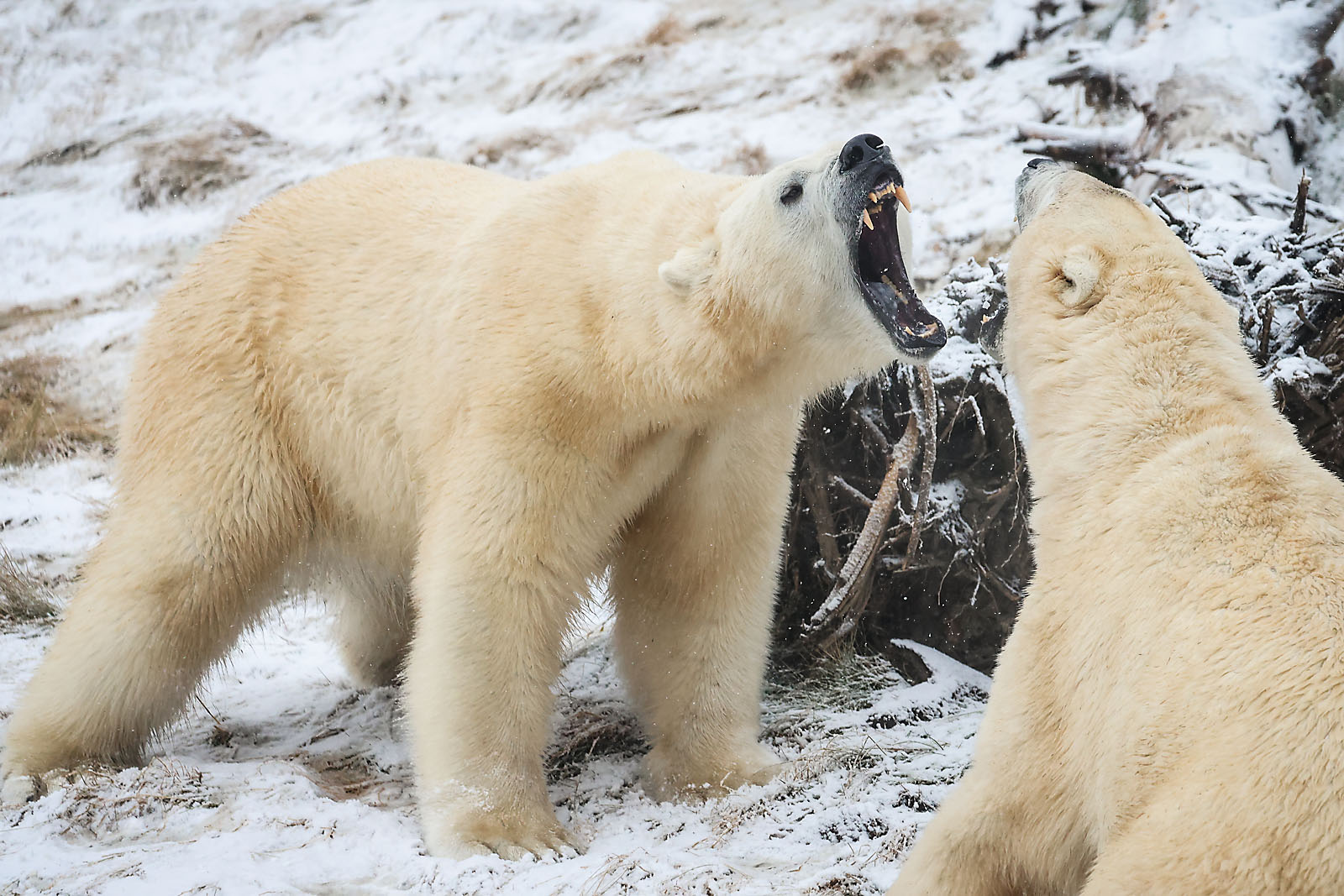 calgary zoo wildlife photographer sergei belski photo